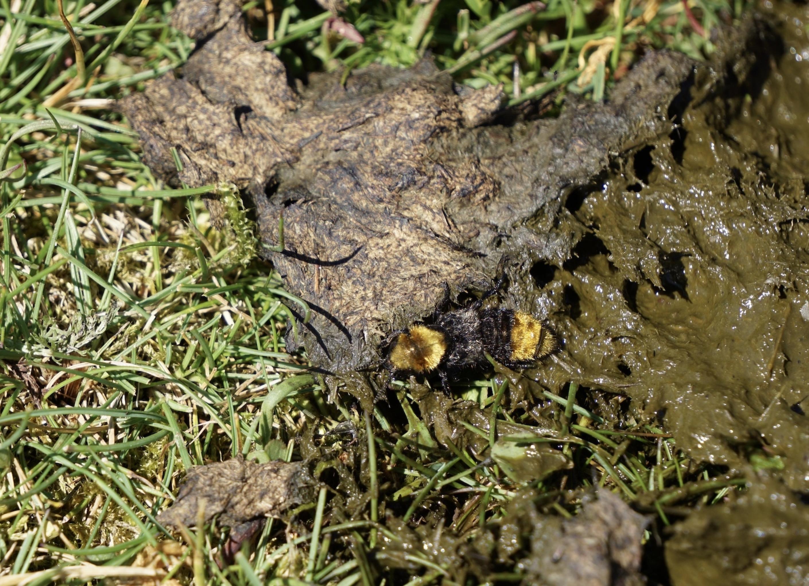 Inmitten eines frischen Kuhfladens sitzt ein Käfer mit goldgelben und schwarzen Haaren: Emus hirtus, ein räubersicher Kurzflügelkäfer, der sich von anderen Dungbewohnern und ihre Larven ernährt.