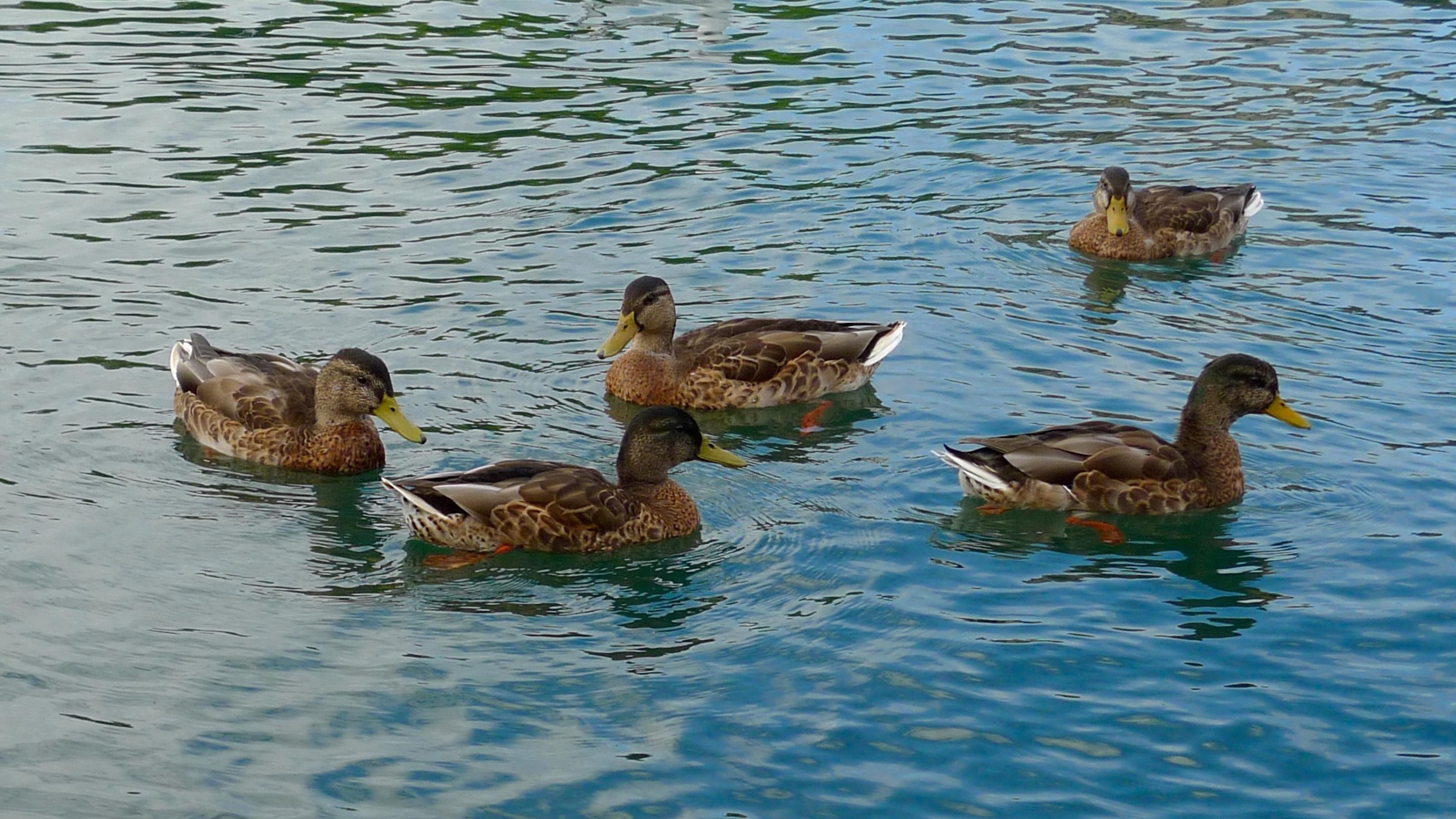 Fünf Enten schwimmen auf dem Zürichsee.