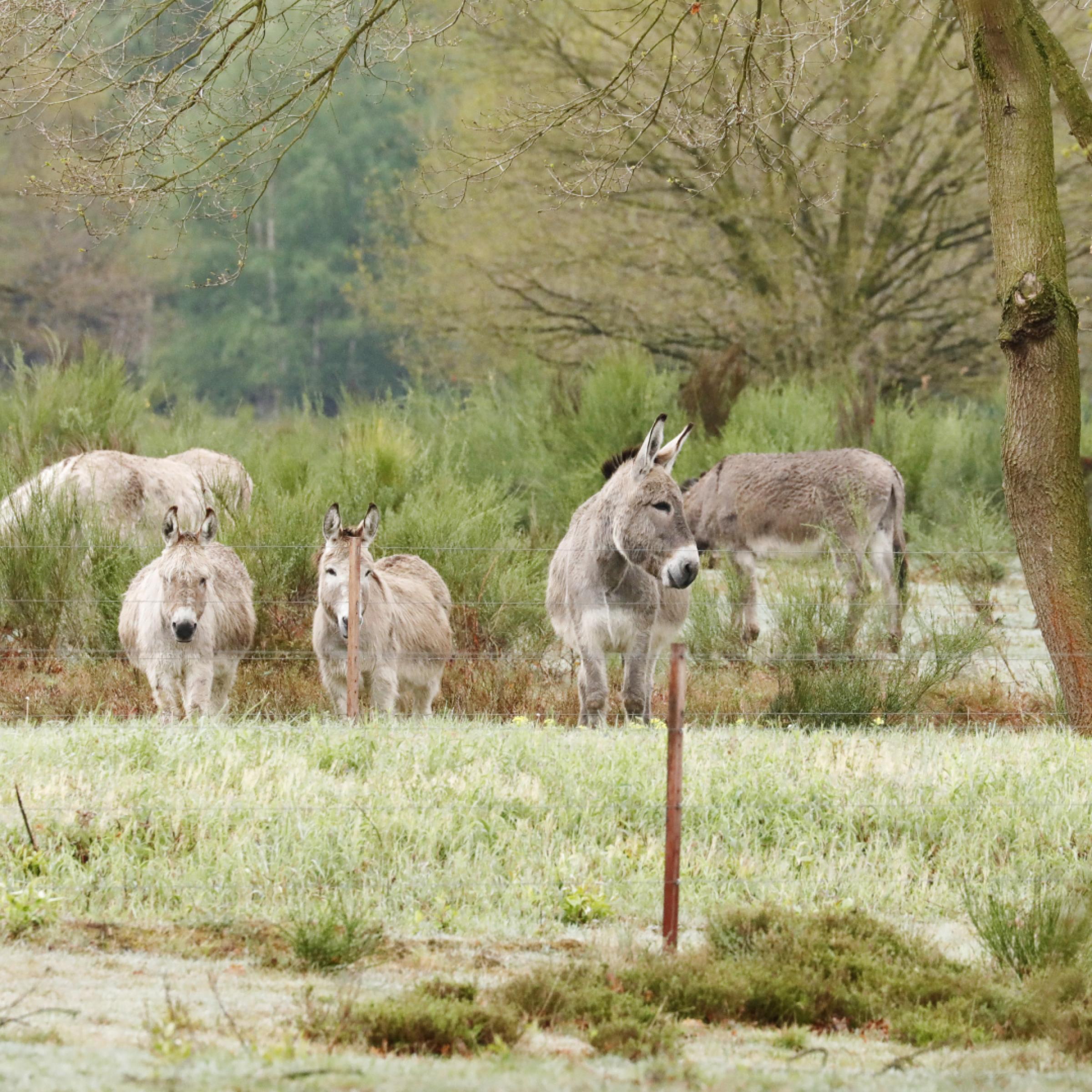 Eine Gruppe grauer Esel steht auf einer mit Heide bewachsenen Grünfläche in der Wahner Heide