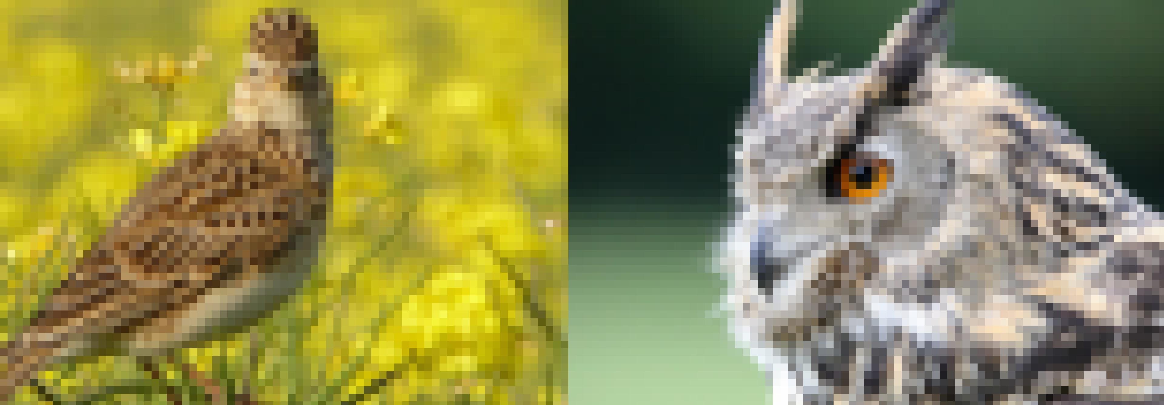 Diese Fotomontage zeigt links eine Lerche und rechts eine Eule.
