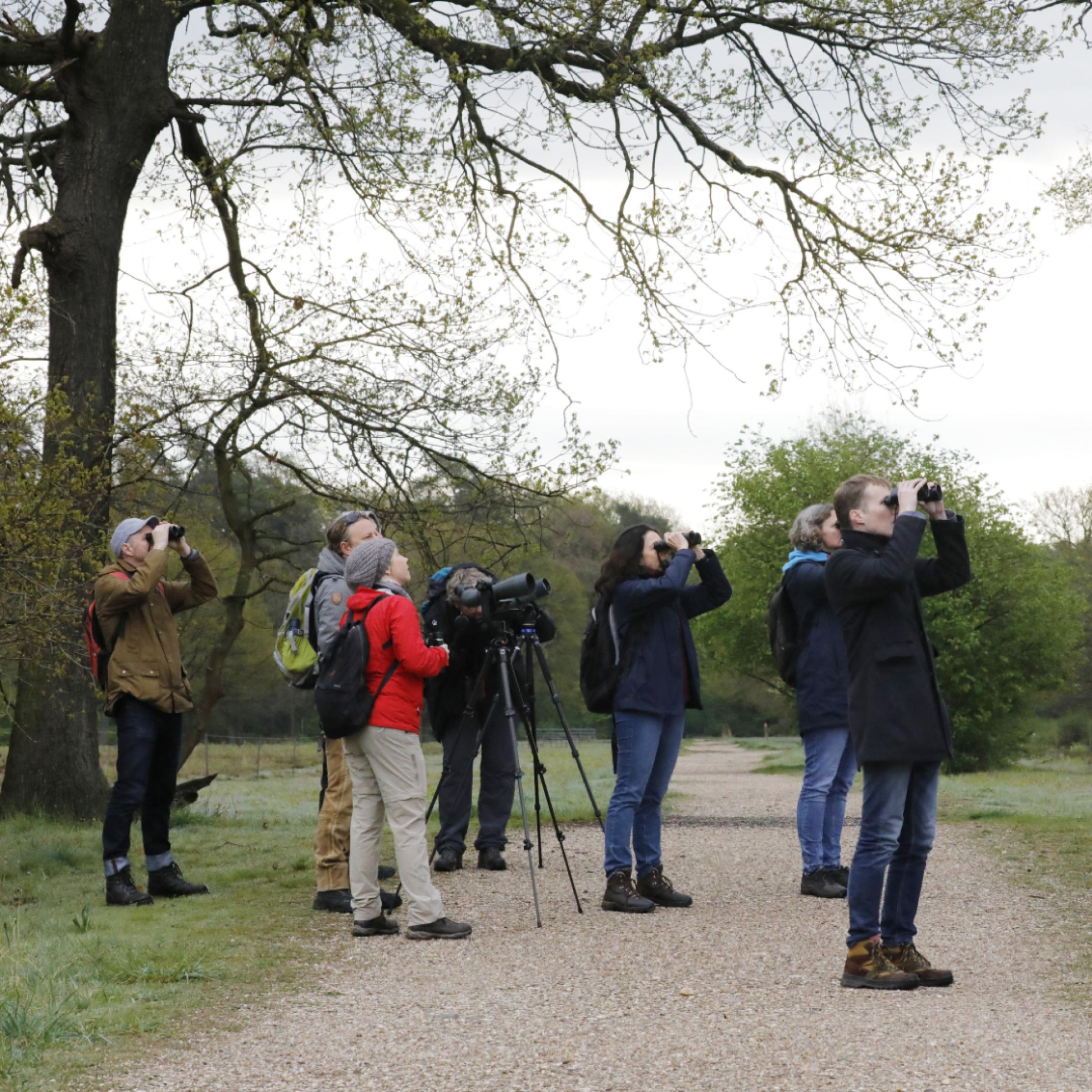 Eine Gruppe von Vogelbeobachtern in Anoraks hat Spektive und Ferngläser auf einen Vogel gerichtet, der vom Betrachter aus gesehen rechts singt