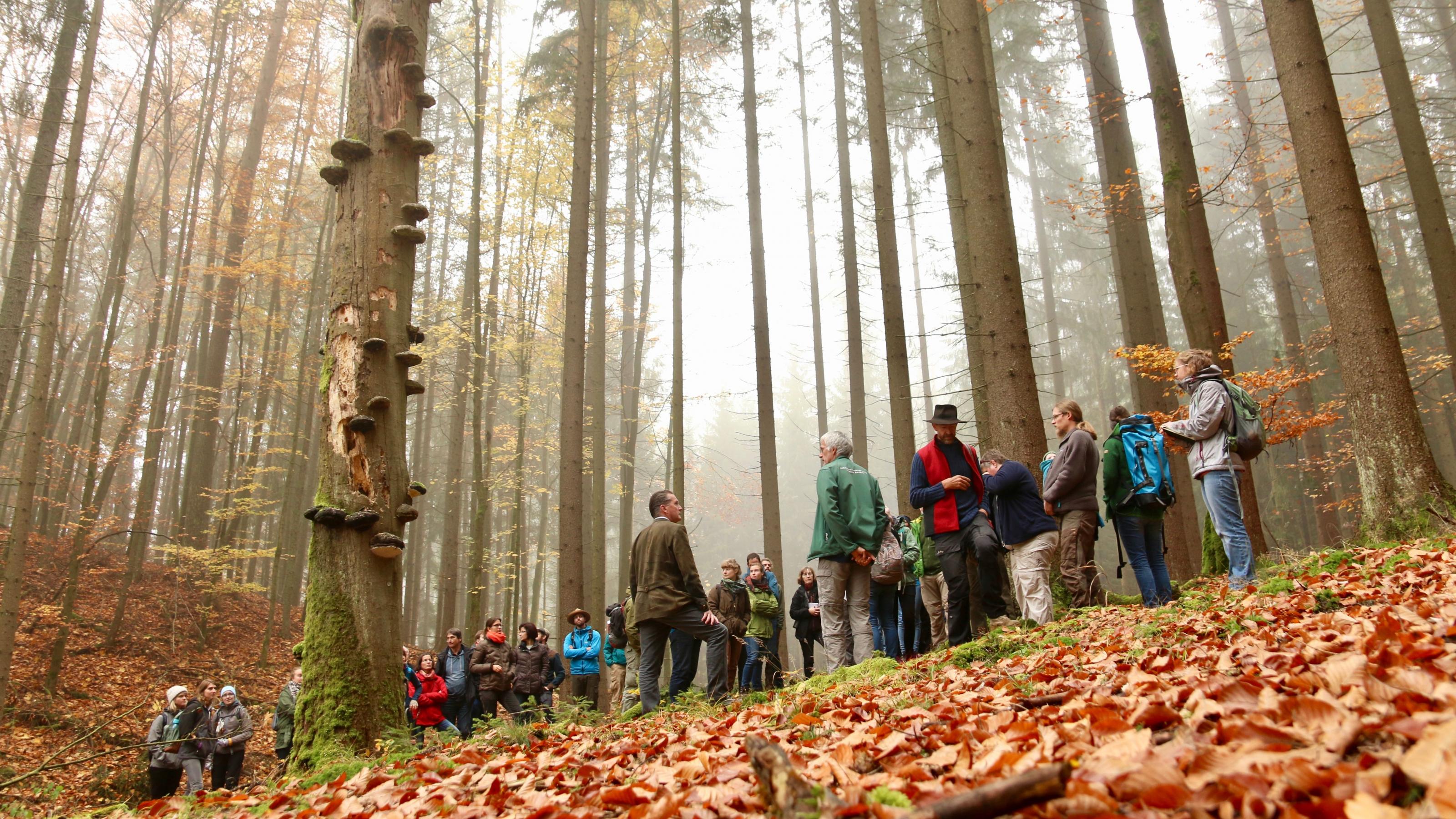 Exkursionsteilnehmer stehen um einen mit Pilzen besiedelten Baumstamm
