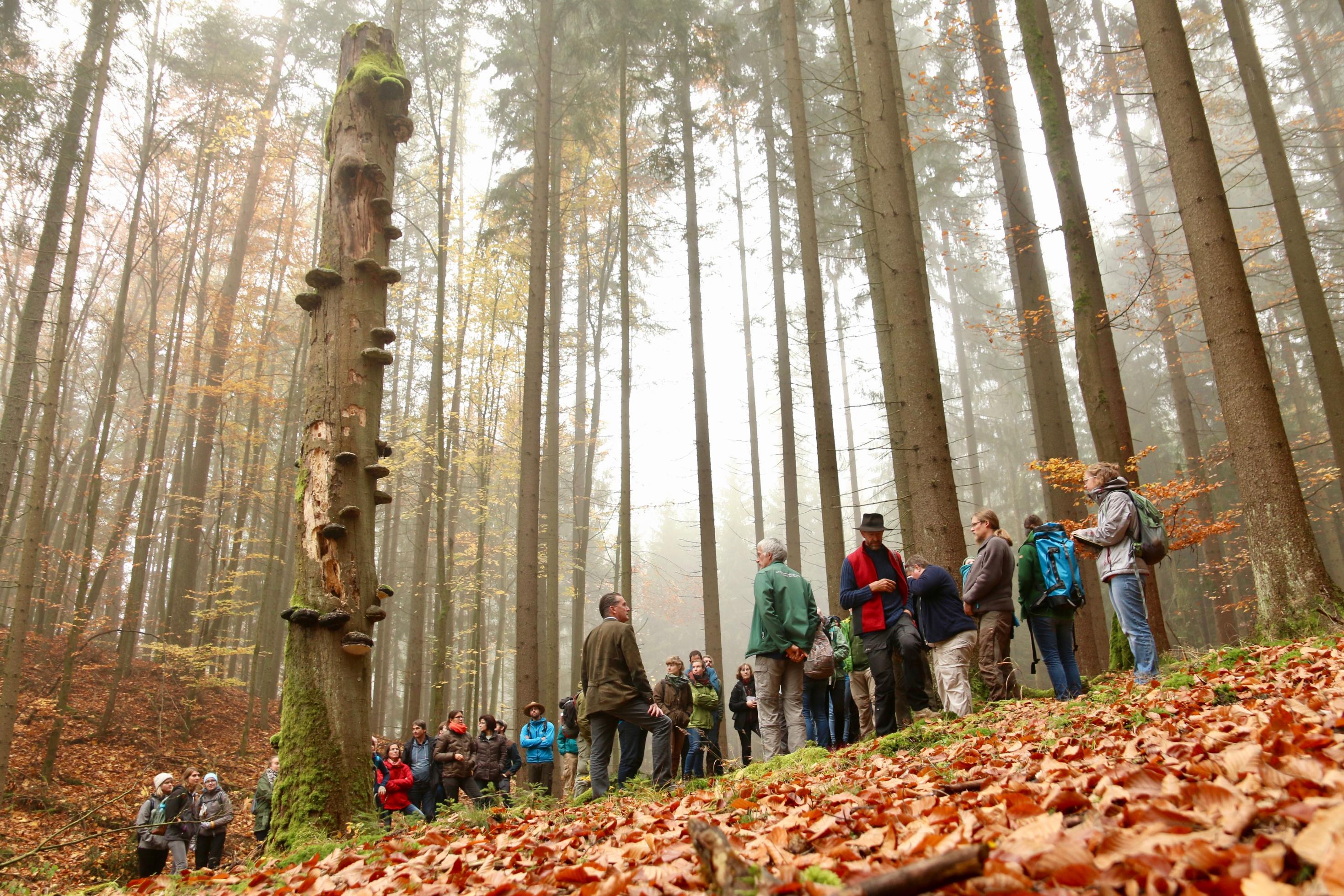 Exkursionsteilnehmer stehen um einen mit Pilzen besiedelten Baumstamm
