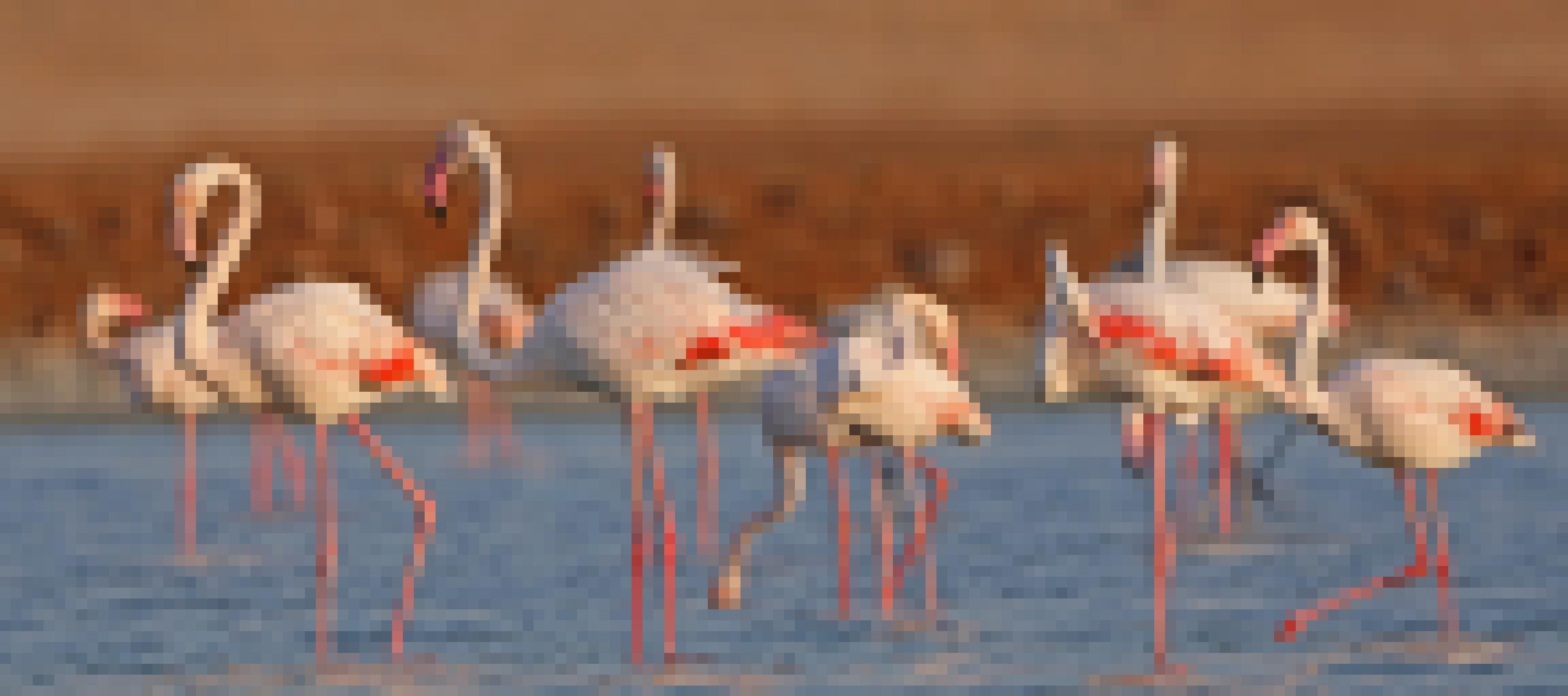 Eine Gruppe rosafarbener Flamingos im seichten Wasser