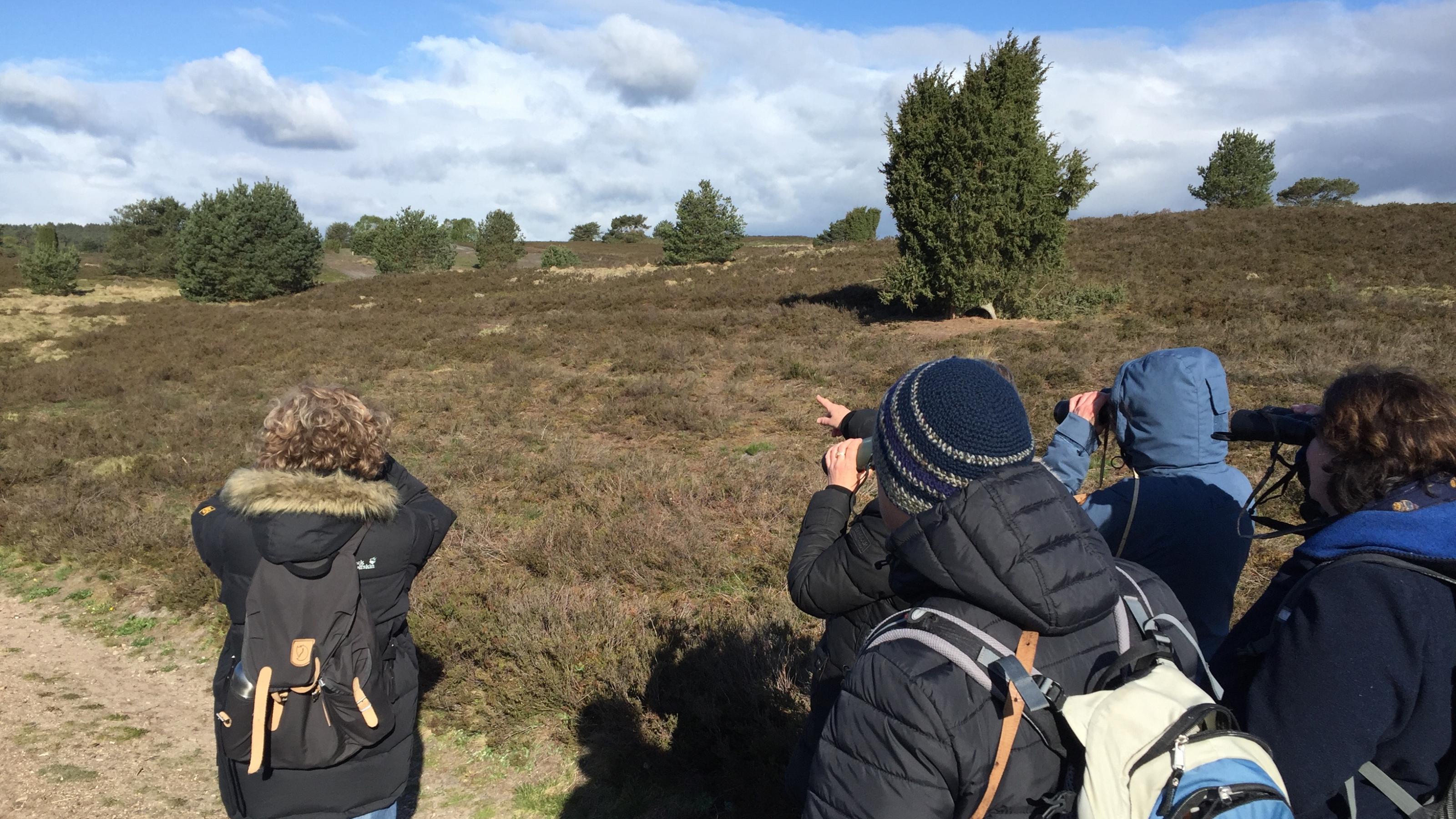 Steinschmätzer und Schwarzkehlchen im Blick: TeilnehmerInnen der Flugbegleiter-Exkursion in die Lüneburger Heide konnten gleich zwei nicht ganz alltägliche Feldvogelarten gleichzeitig aus nächster Nähe beobachten