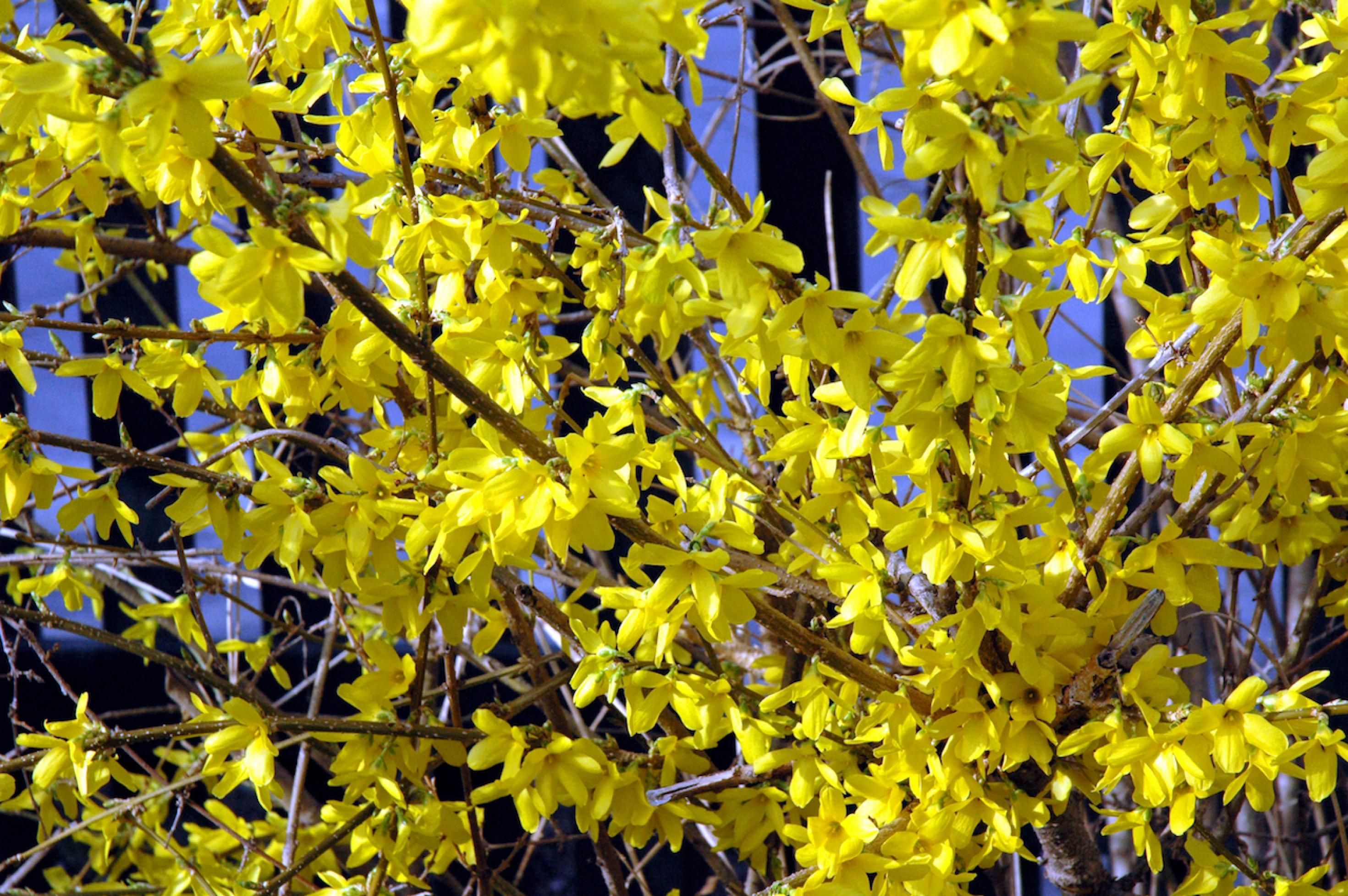 Ein giftgelb blühender Forsythienstrauch, auch „gelbe Osterpest“ genannt
