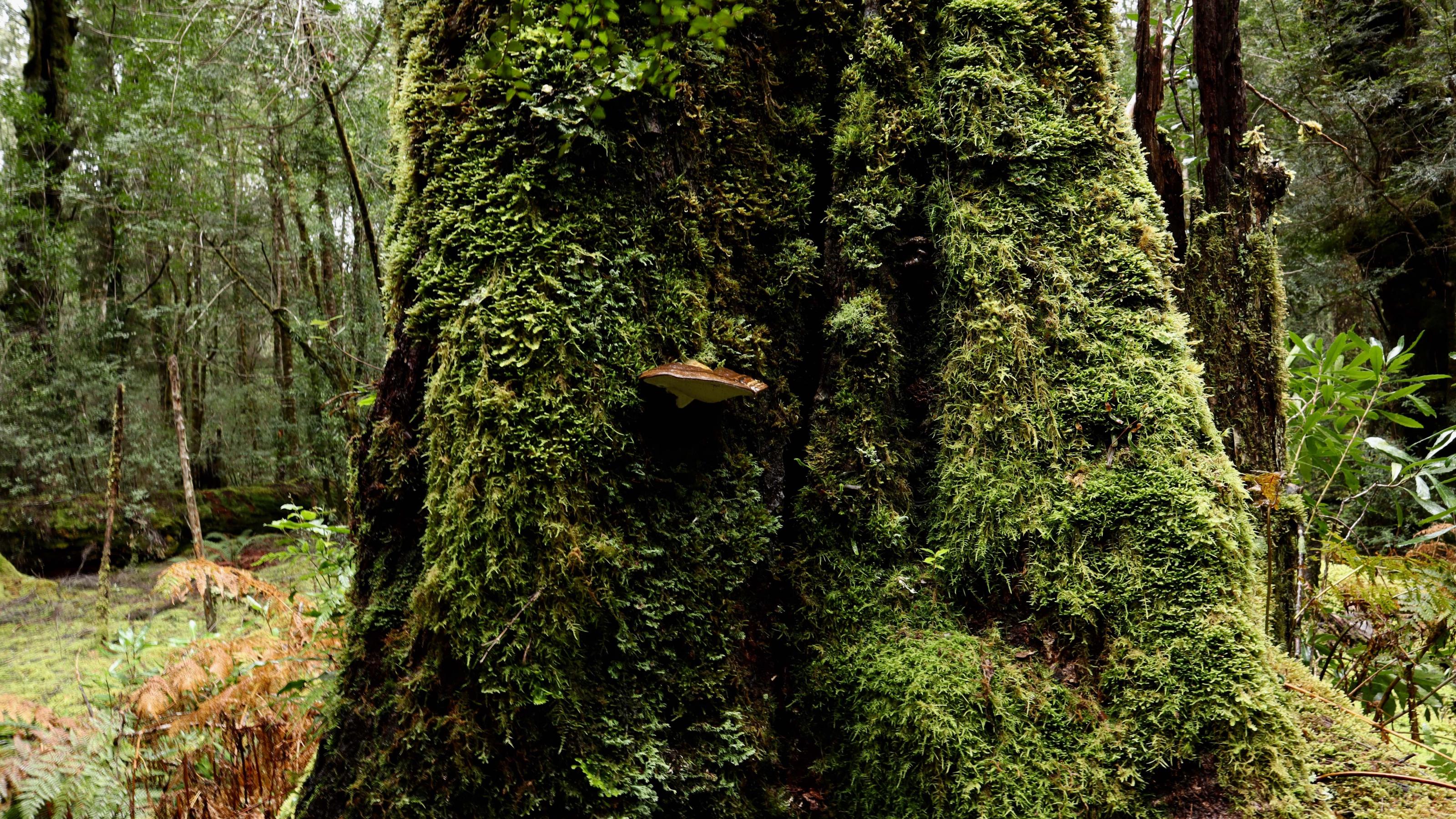 Auf einem alten Baumriesen im Gordon-Franklin River Nationalpark im Südwesten Tasmaniens wachsen Moos und Flechten