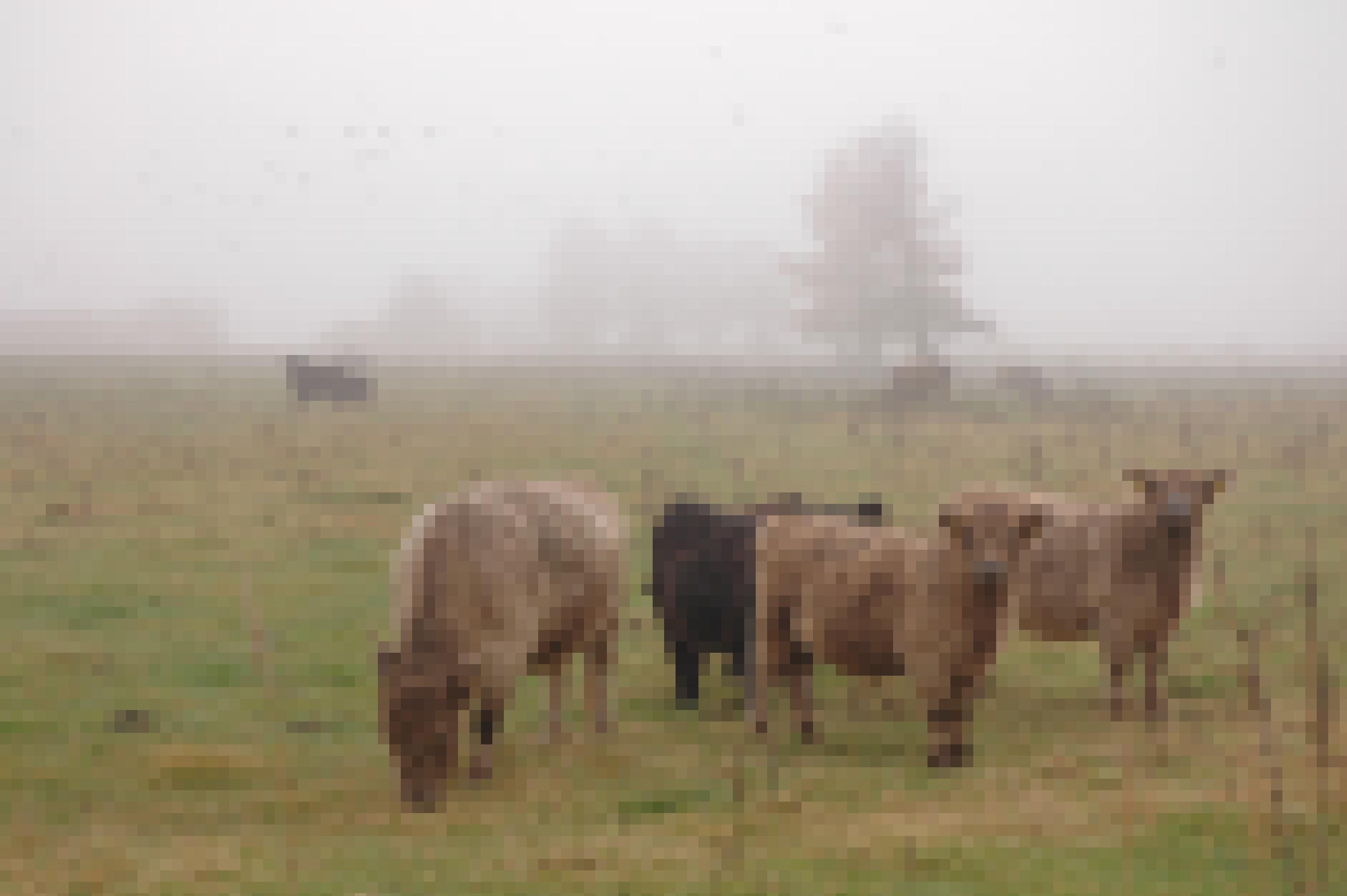 Eine kleine Gruppe zottiger Galloway-Rinder, teils hellbraun, teils schwarz, steht auf einer nebelverhangenen Wiese am Dümmer See