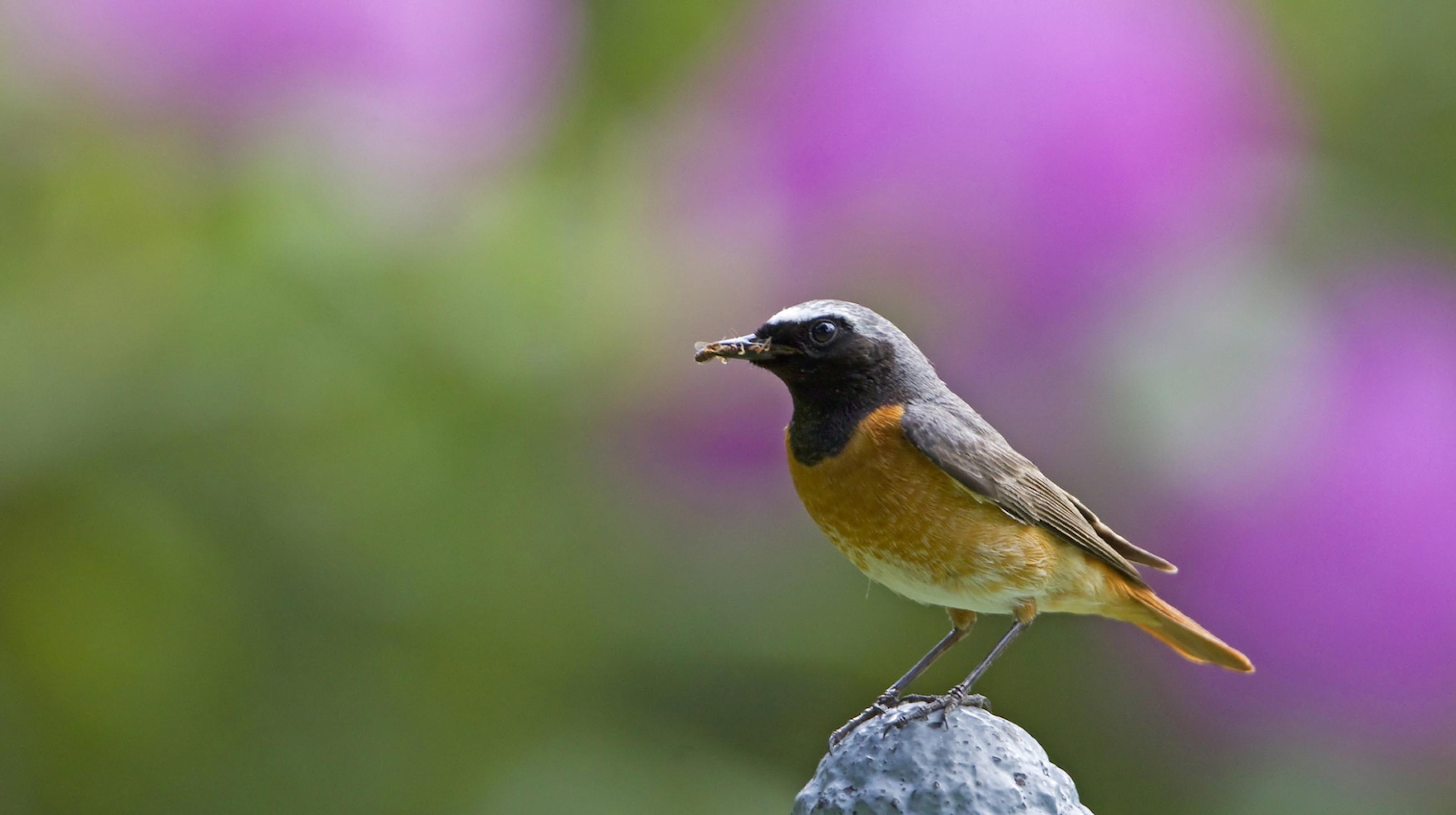 Ein Gartenrotschwanz Vogel.