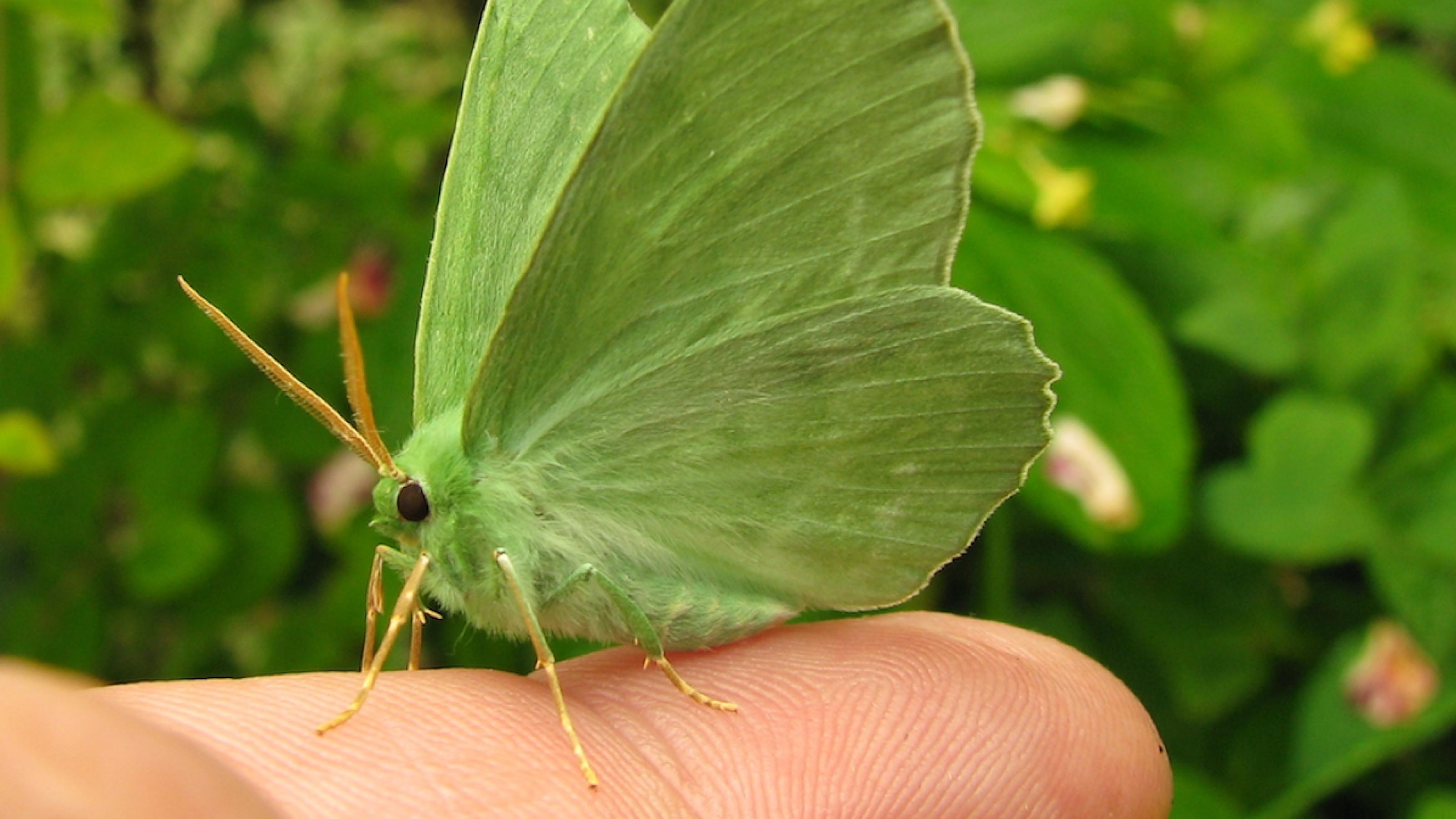 Ein Grünes Blatt, geometra papilionaria, sitzt auf einem Finger. Der Schmetterling ist hellgrün und sieht aus wie ein Blatt.
