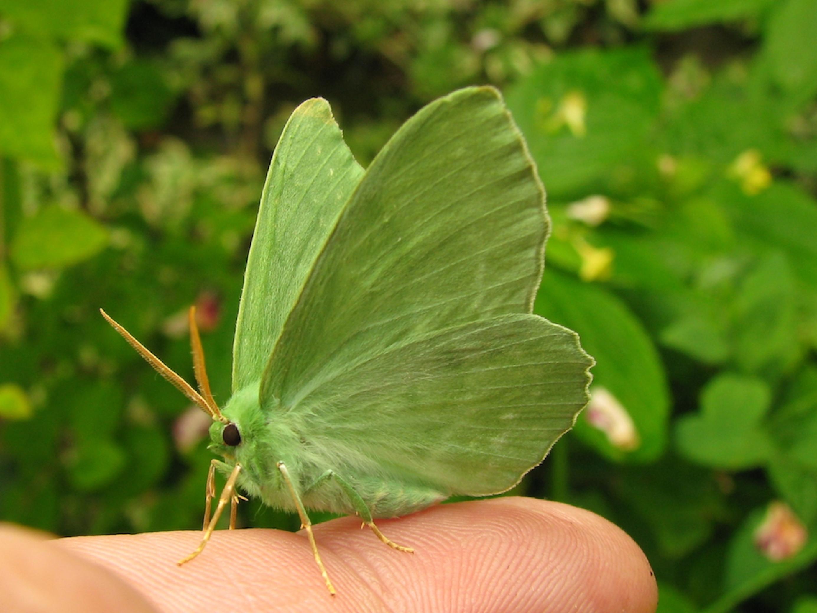 Ein Grünes Blatt, geometra papilionaria, sitzt auf einem Finger. Der Schmetterling ist hellgrün und sieht aus wie ein Blatt.