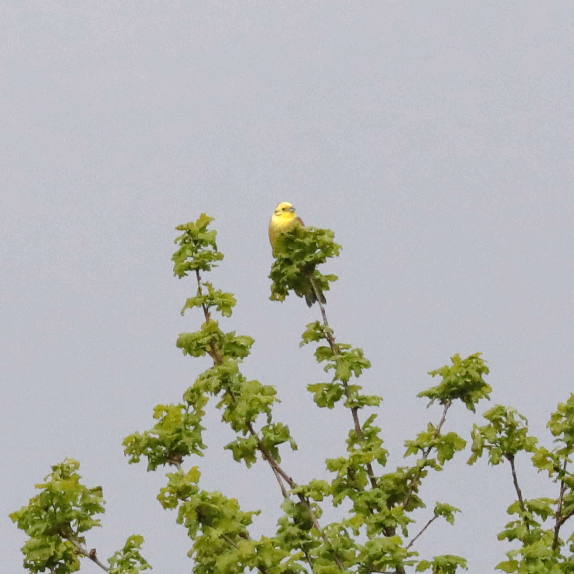 Auf der Spitze eines belaubten Busches sitzt eine knallgelbe Goldammer und singt
