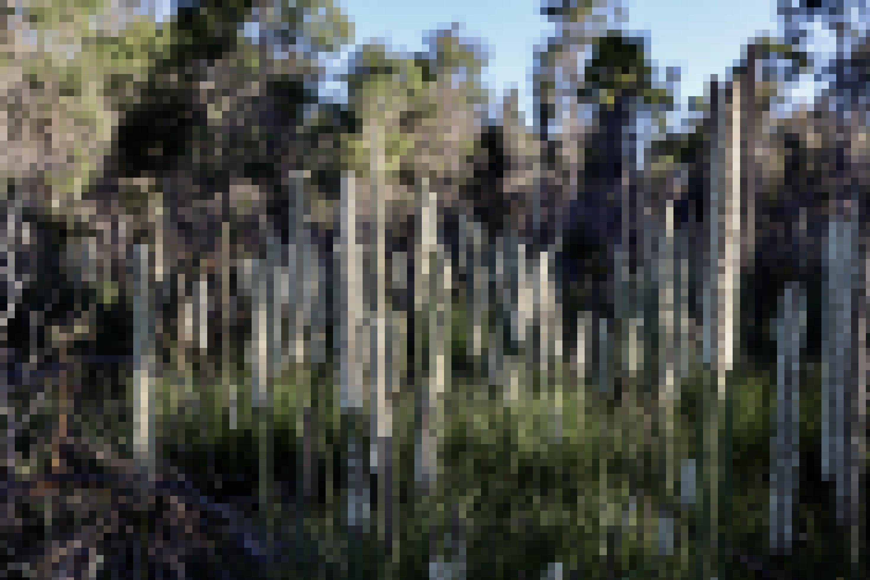 Blick auf eine Stück Buschland mit dutzenden weiß blühenden Stängeln der Grassbäume: Xanthorrhoea Australis blühen im Jahr nach einem Waldbrand häufig besonders üppig und zahlreich.