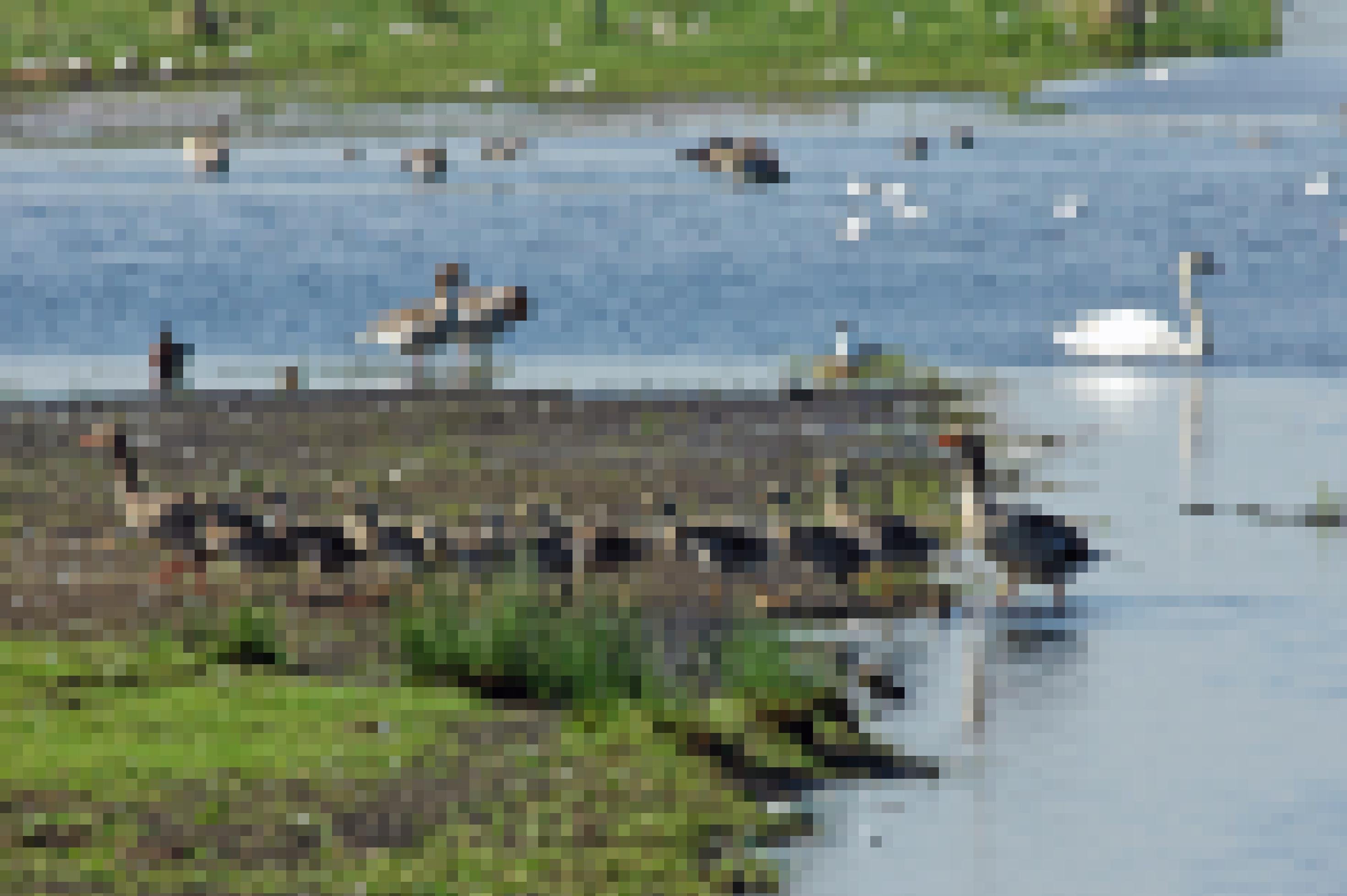 Ein Grauganspaar mit zehn Gösseln, sie kommen gerade im Gänsemarsch aus dem Wasser. Graugänse haben in den letzten Jahren am Dümmer stark zugenommen