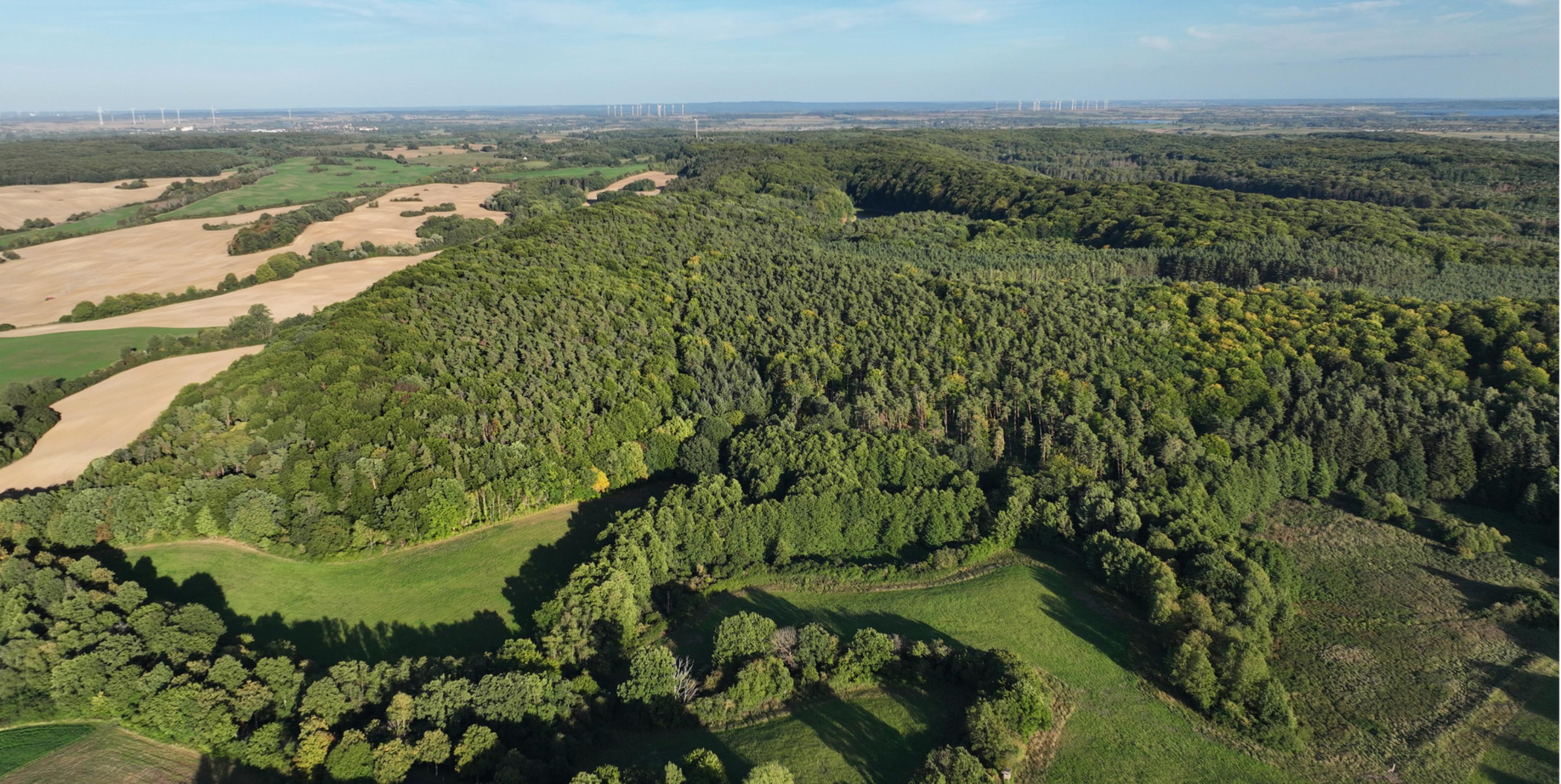 Luftbild eines großen Buchenwaldes