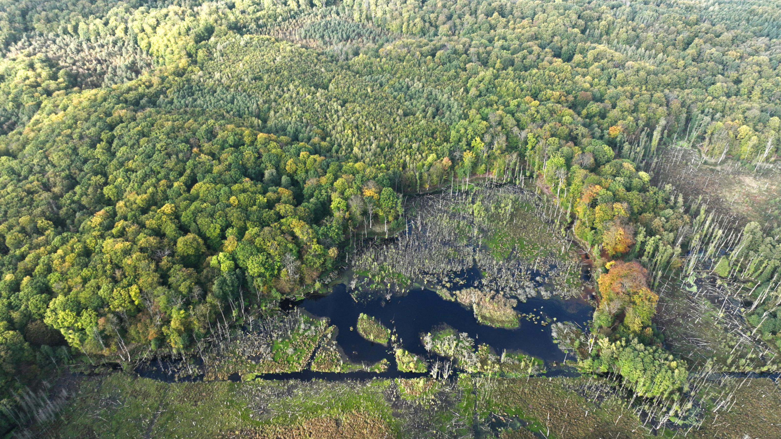 Drohnenfoto: Blick auf einen alten Wald mit Waldmoor
