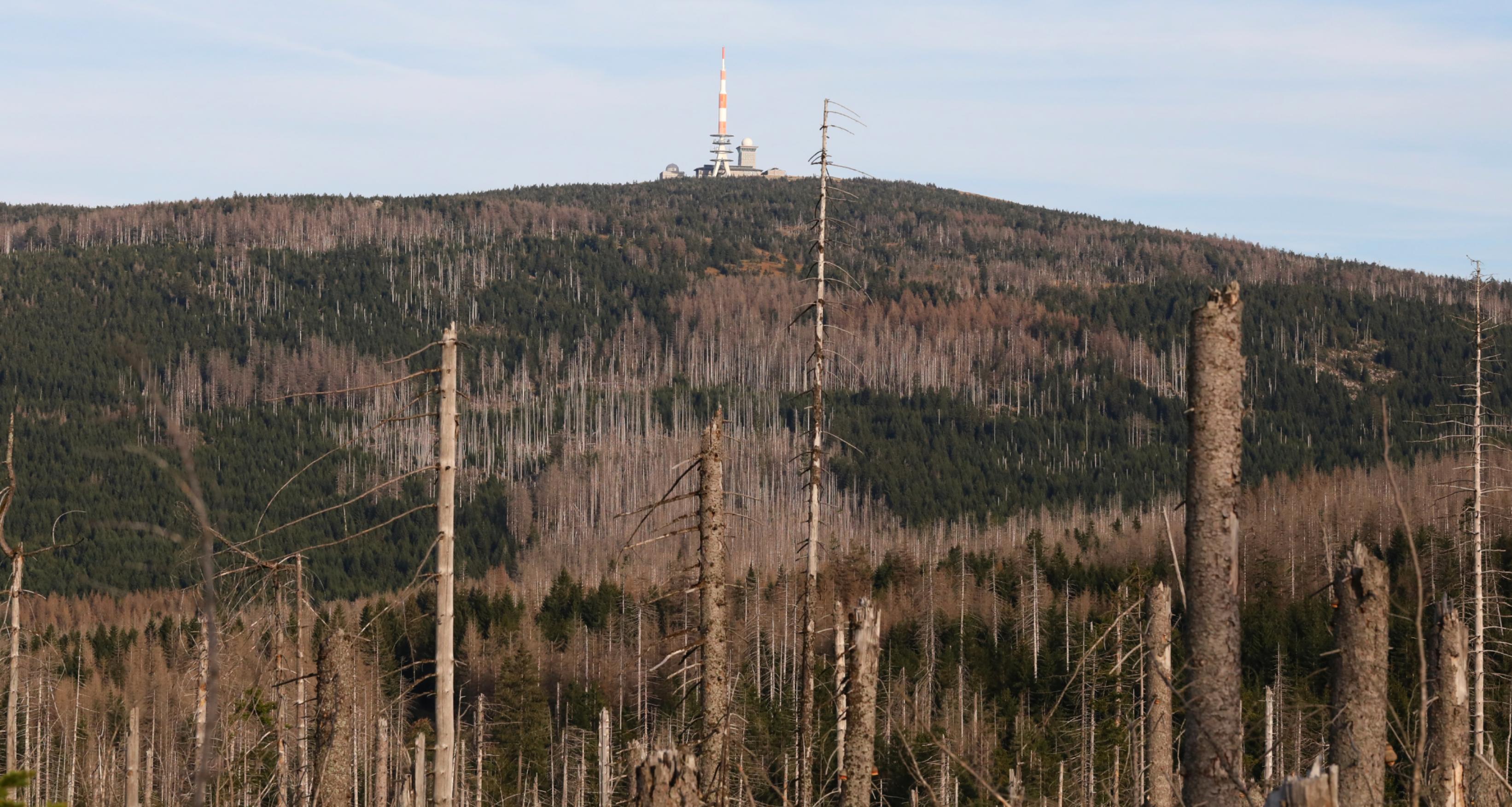 Blick auf den Brocken, im Vordergrund viele tote Bäume