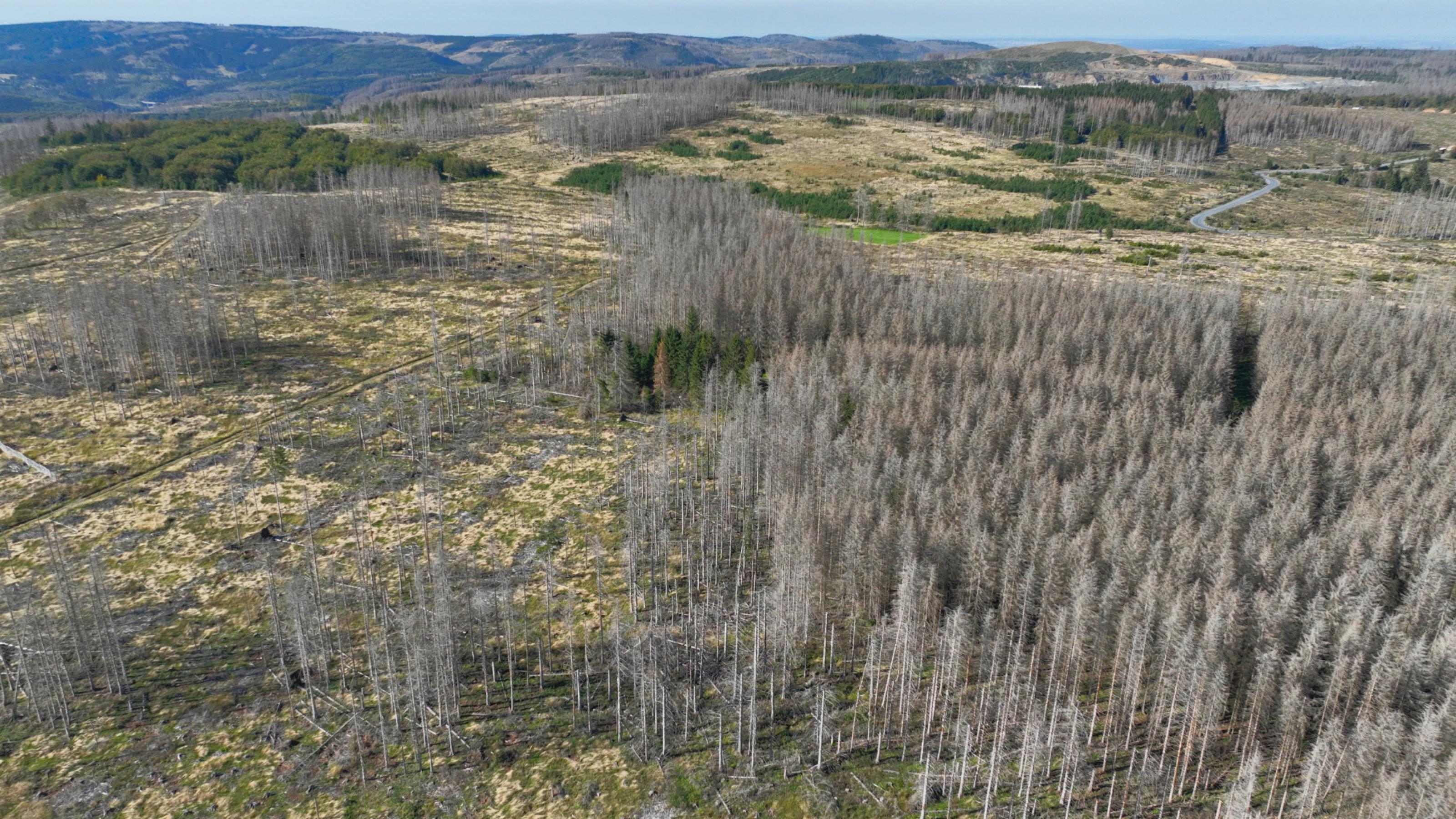 Luftbild einer Landschaft voller toter Bäume.