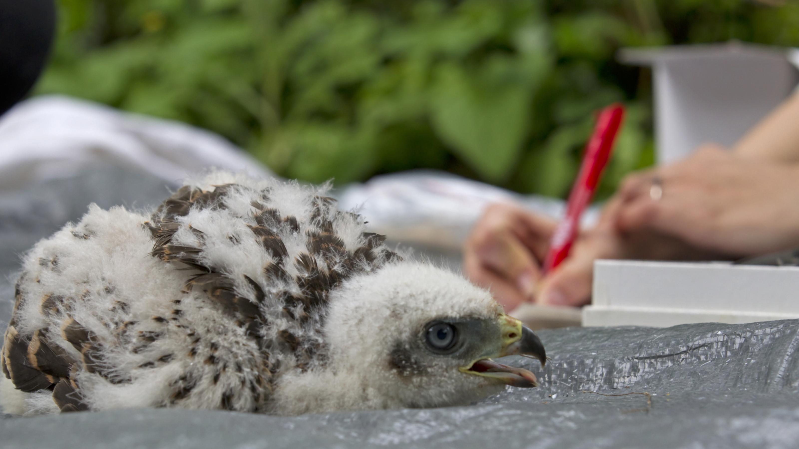 ein Vogel auf einer Oberfläche liegend [AI]