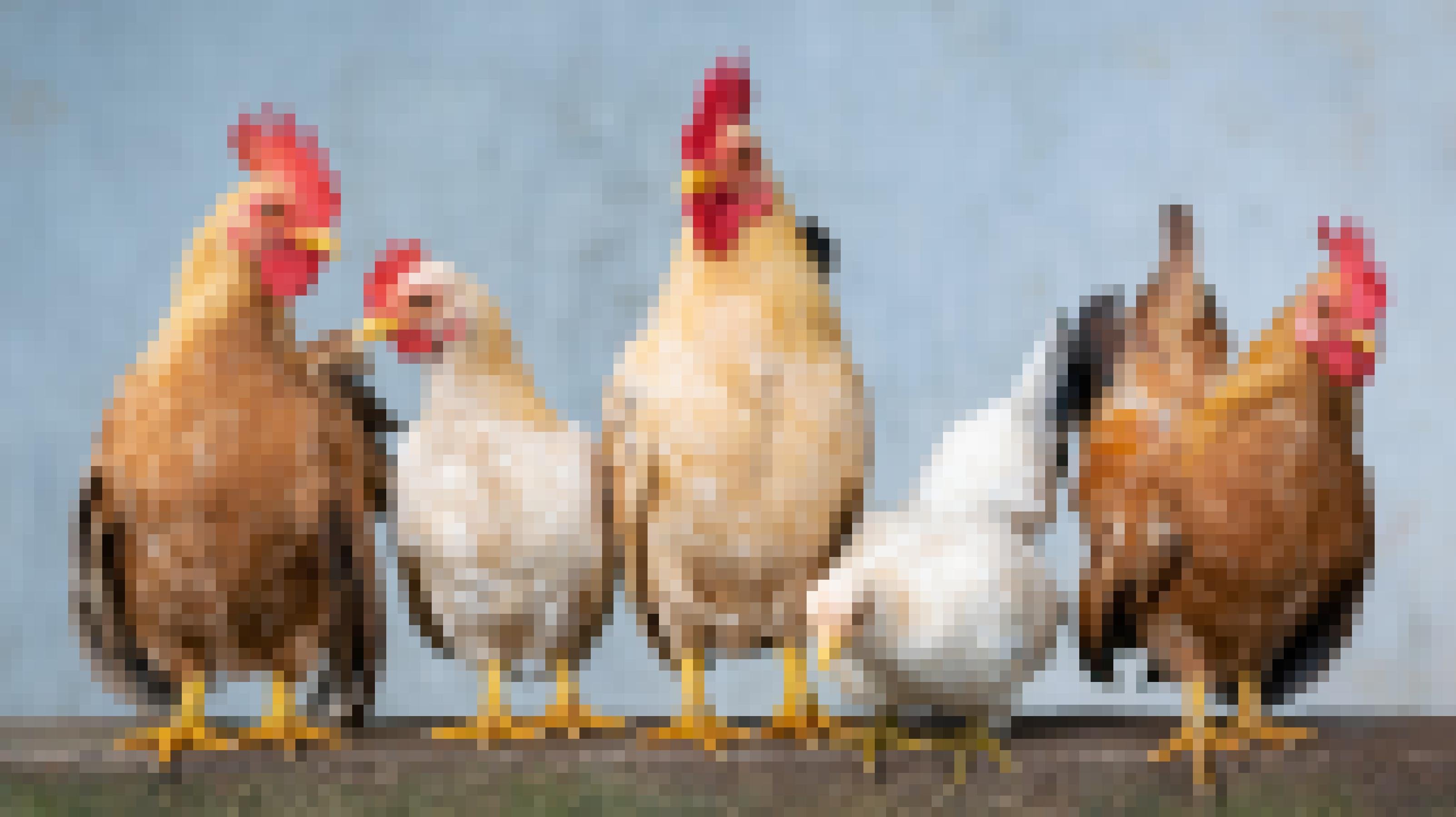 Fünf Hähne und Hühner stehen nebeneinander vor blauem Hintergrund