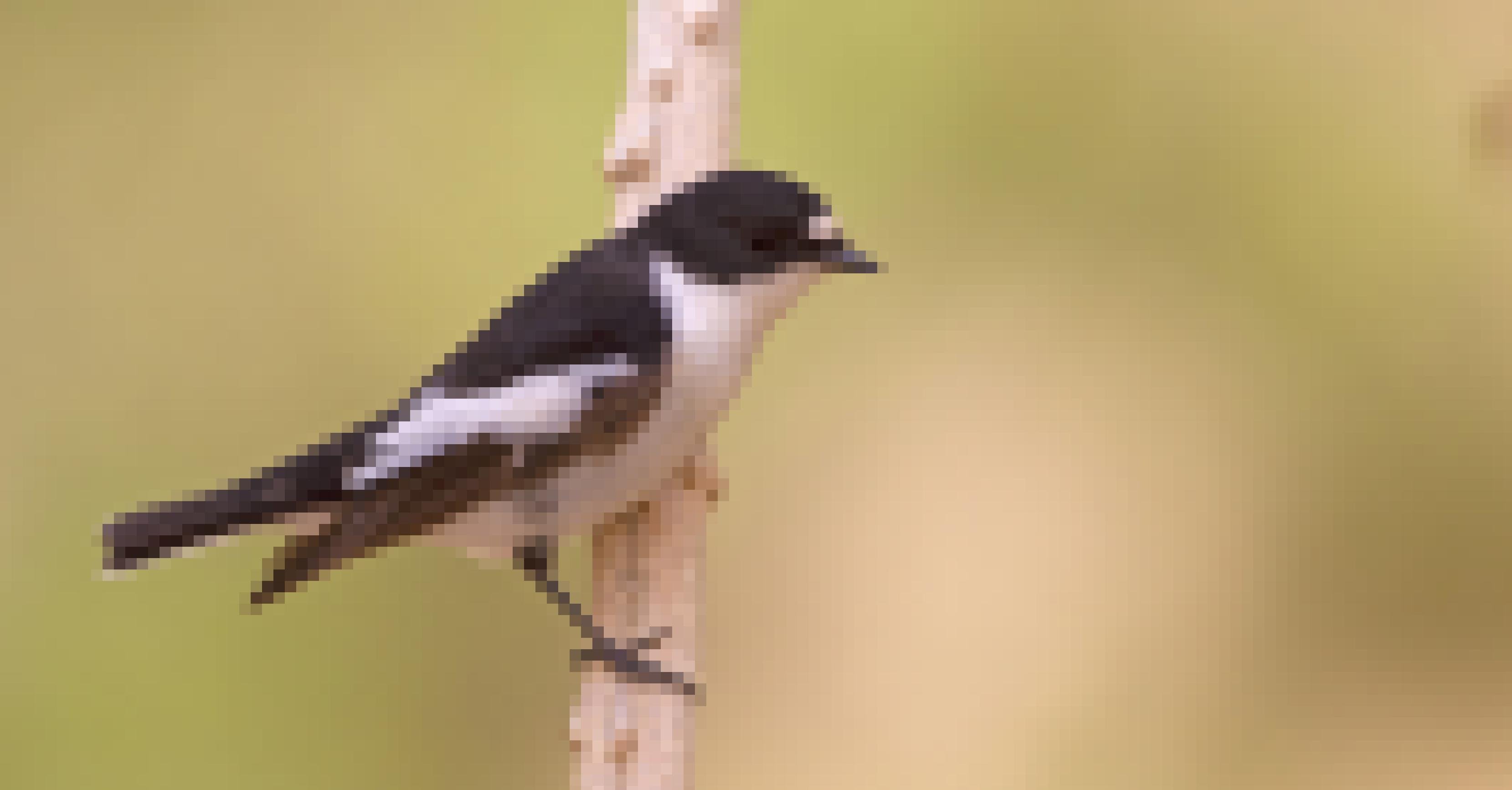 ein Vogel saß auf einem Ast [AI]