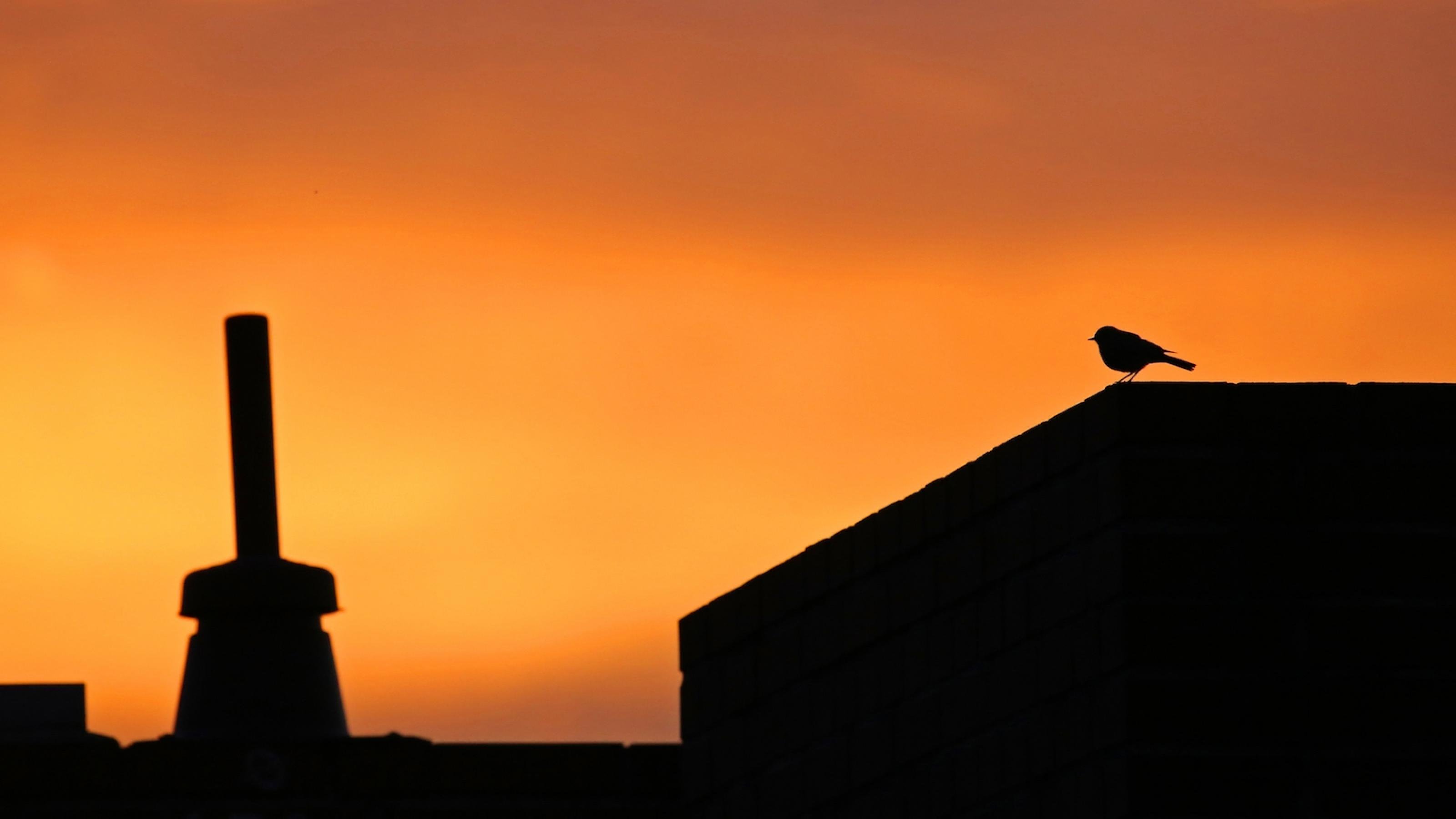 Bild im untergehenden Sonnenlicht, man sieht ein Dach auf dem ein Vogel (Hausrotschwanz) sitzt.
