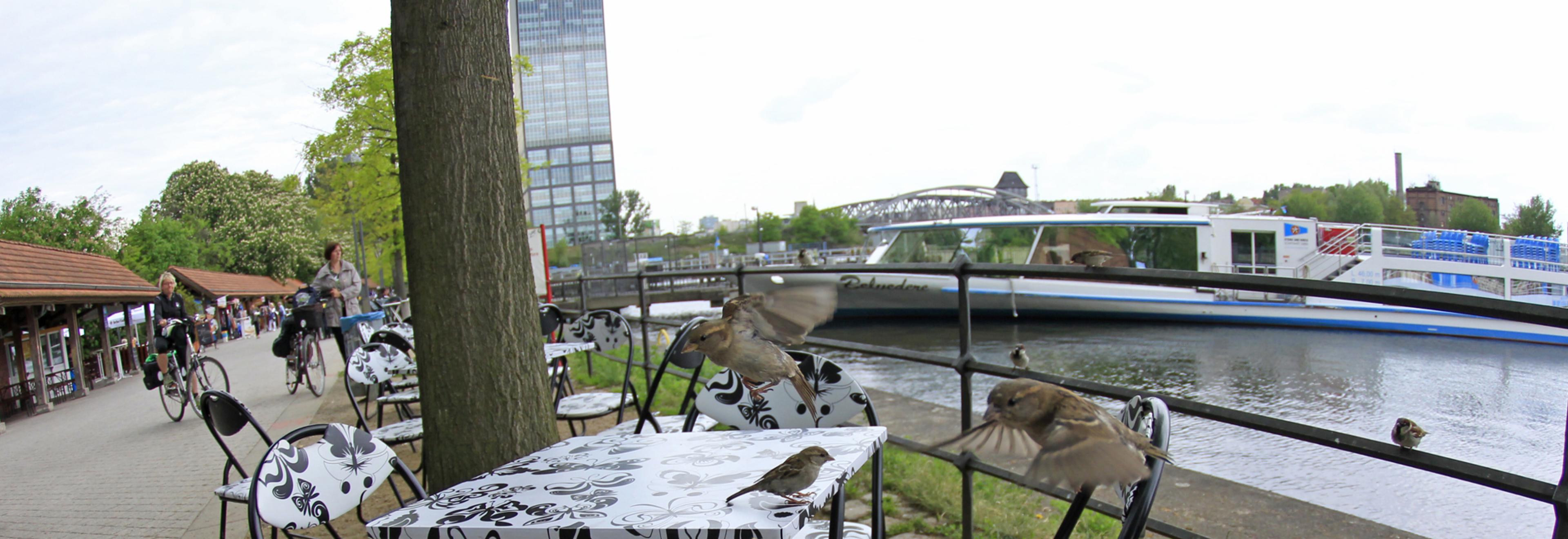Mehrere kleine Vögel sitzen af Stühlen und an einem gedeckten Restauranttisch, an dem keine Menschen sitzen. Im Hintergrund sieht man einen Fluss und einen Weg mit einigen Personen.
