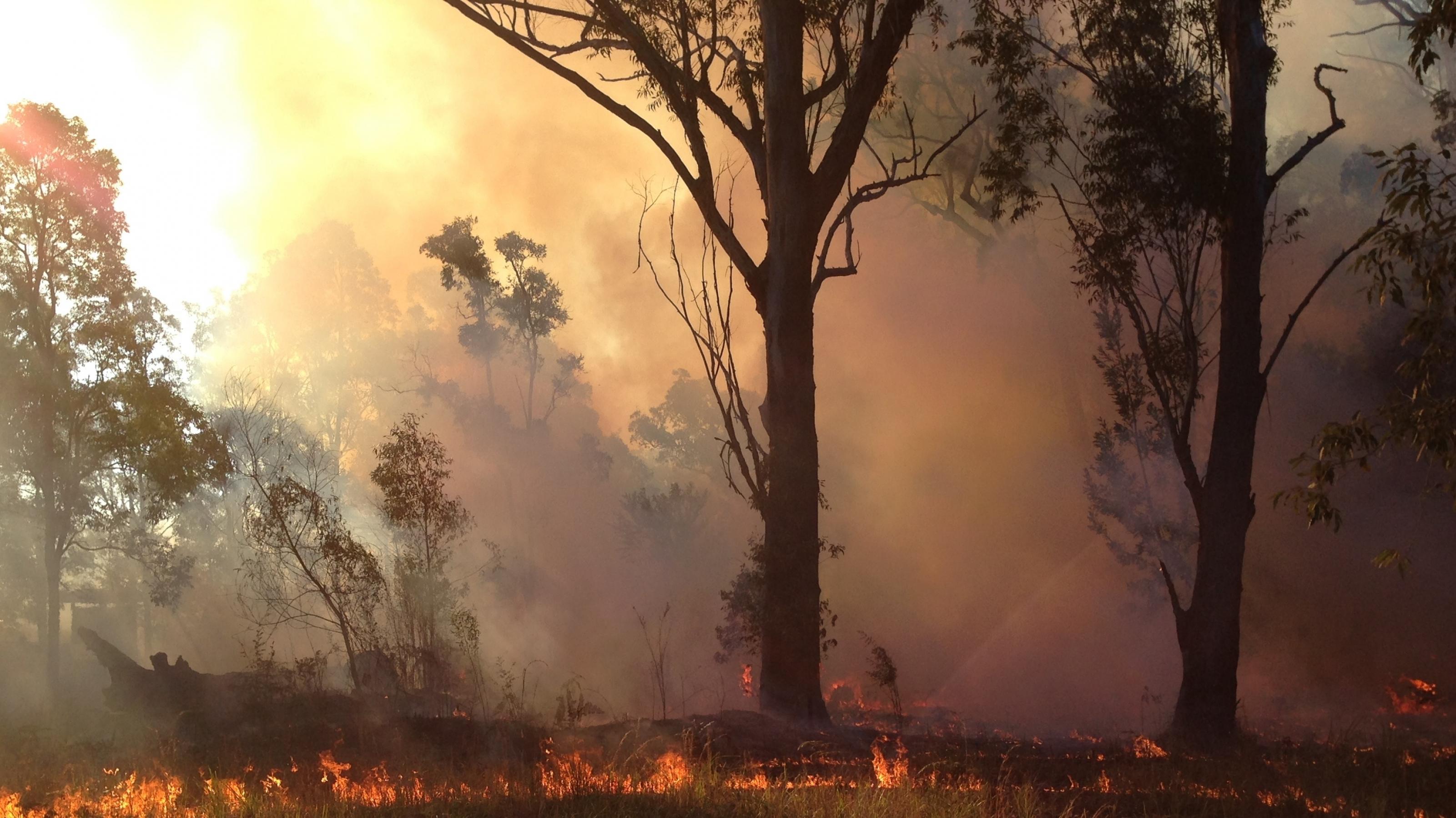 In einem Waldstück in New South Wales brennt ein geplantes Feuer zwischen Gras und hohen Eukalyptusbäumen.