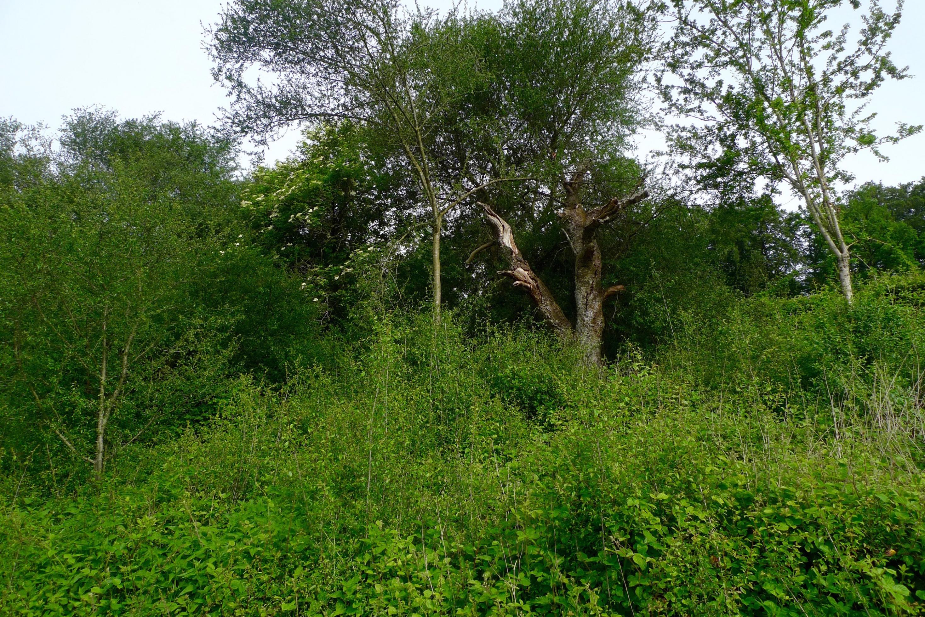 Eine Hecke mit Nuss- und Kirschbäumen, die über eine Wiese verläuft.