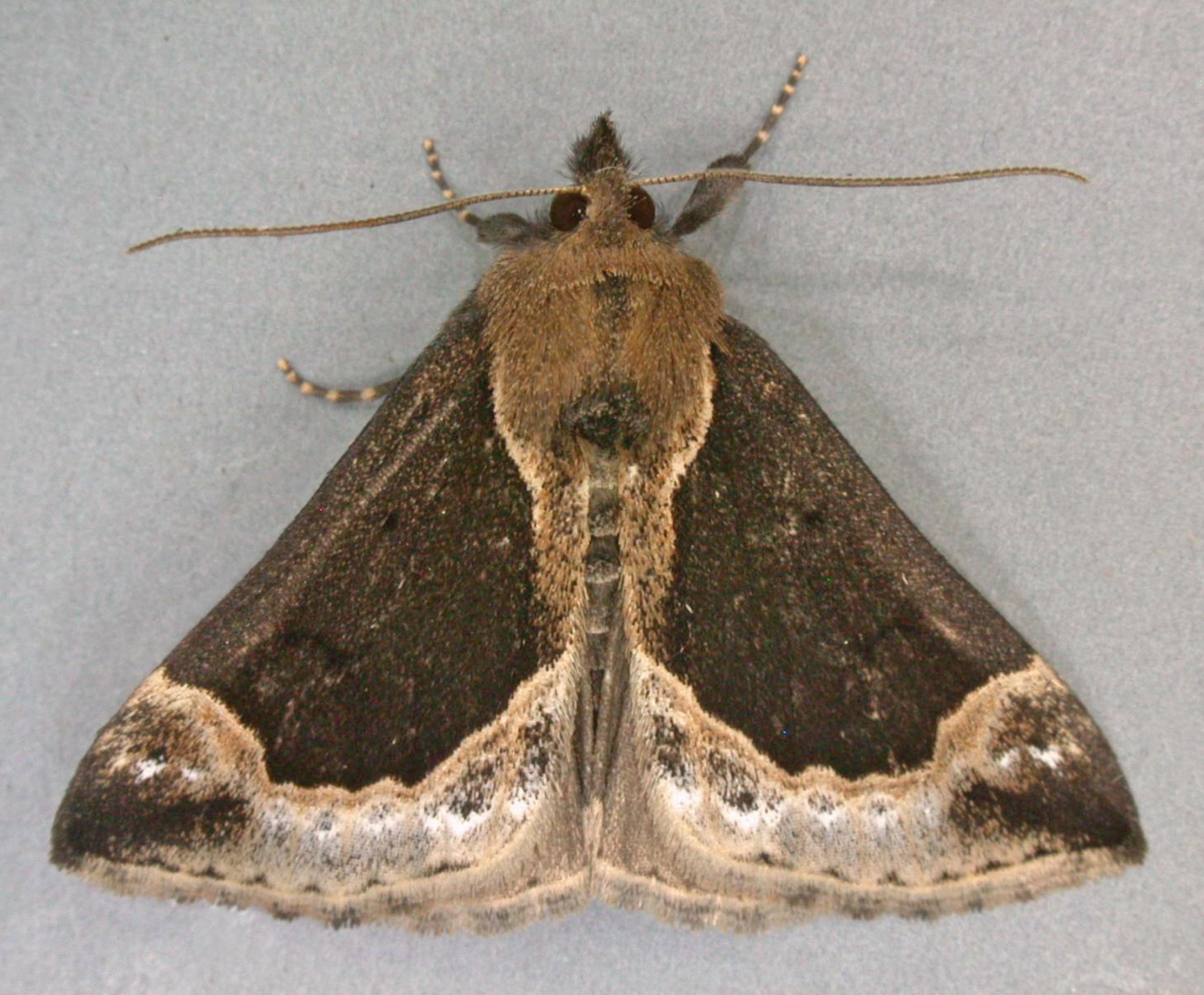 Die aparte Heidelbeer-Schnabeleule (Hypena crassalis) kommt vor allem in Moor und Heide vor. Ihre Raupen nähren sich vorzugsweise von den Pflanzen, nach denen sie benannt ist.