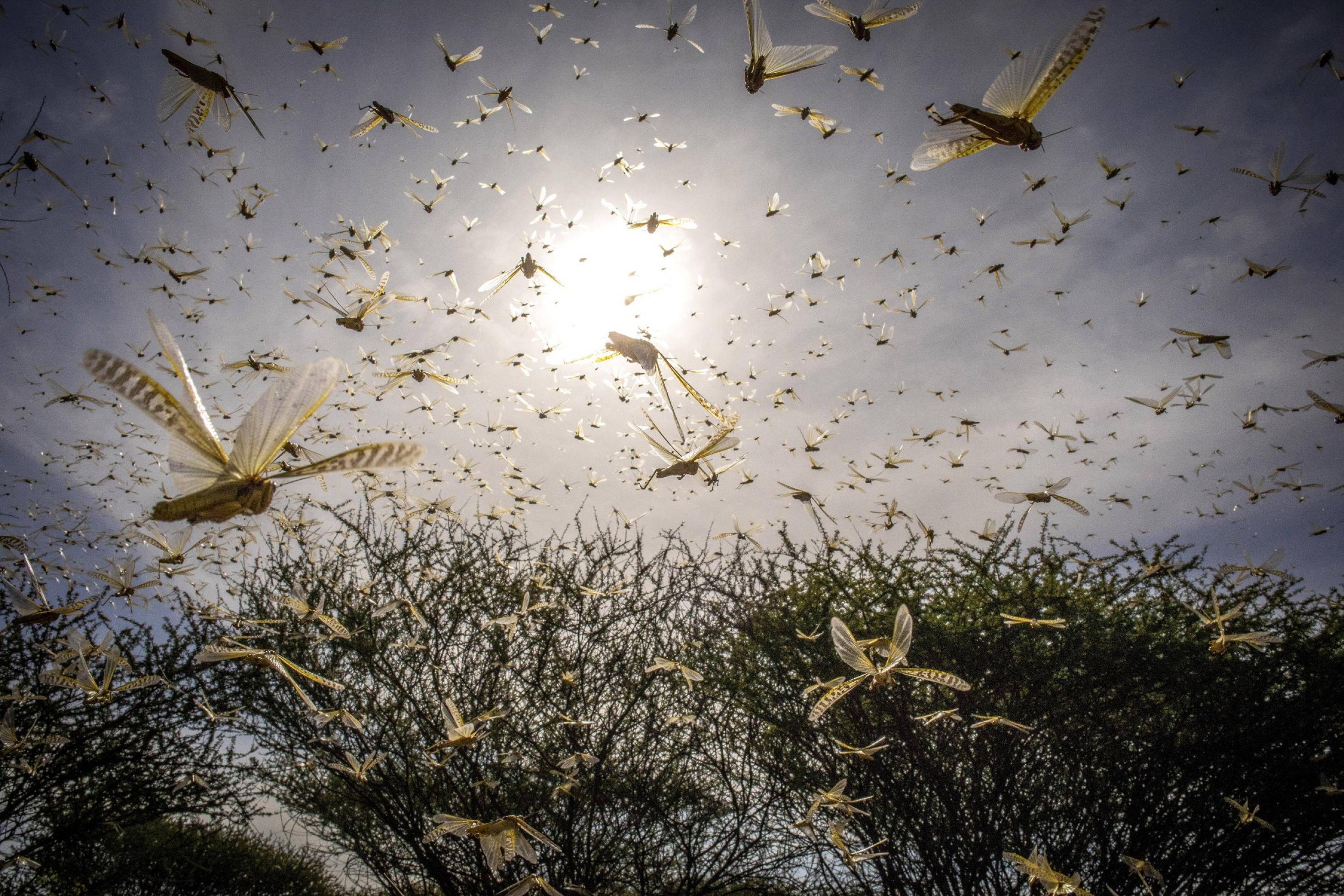 Mitten in einem Heuschreckenschwarm: Von allen Seiten fliegen die rund sechs Zentimeter langen Insekten durch das Bild.