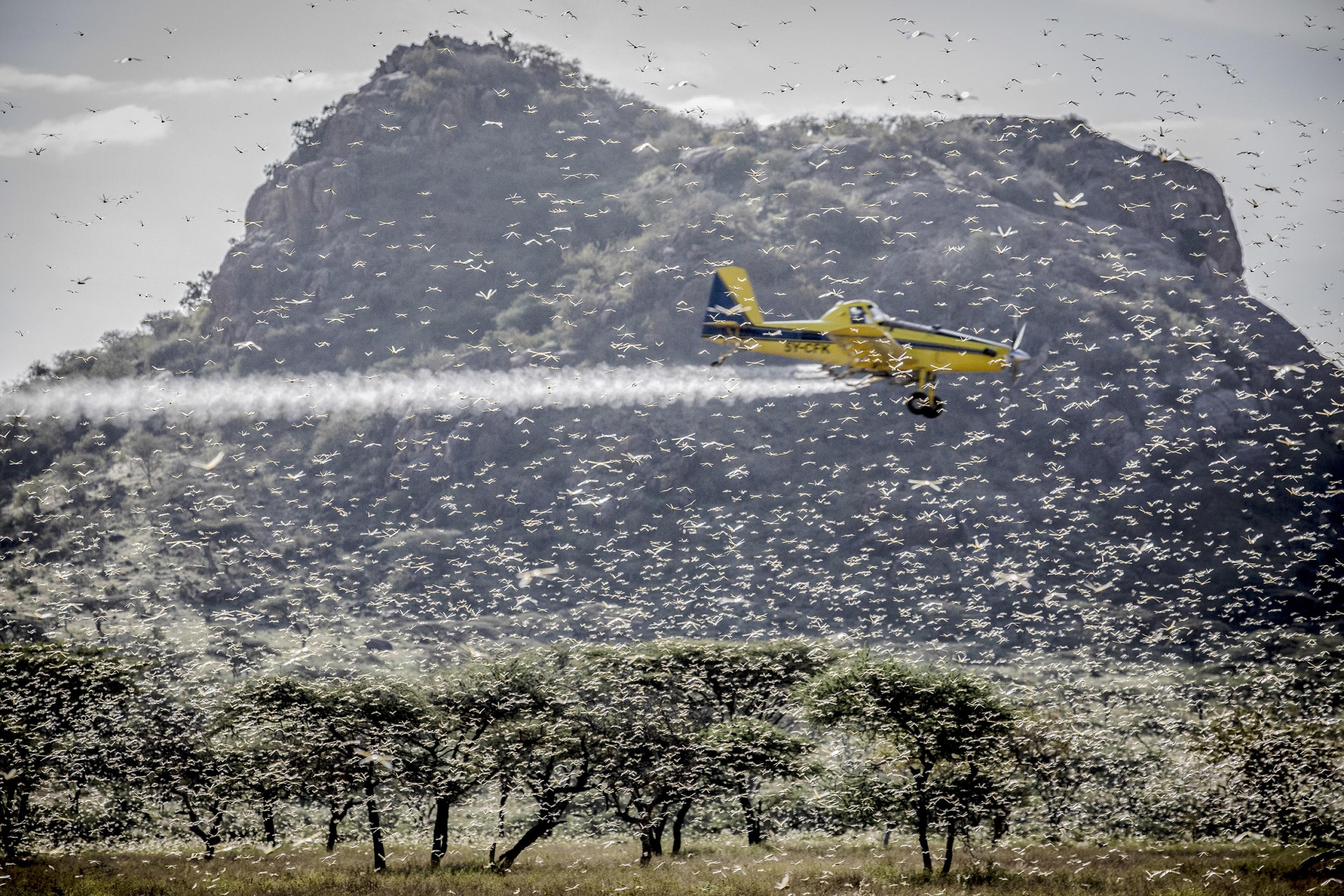 Vor einem Berg als Hintergrund fliegt ein kleines gelbes Flugzeug inmitten eines Heuschreckenschwarms und versprüht Insektenbekämpfungsmittel.
