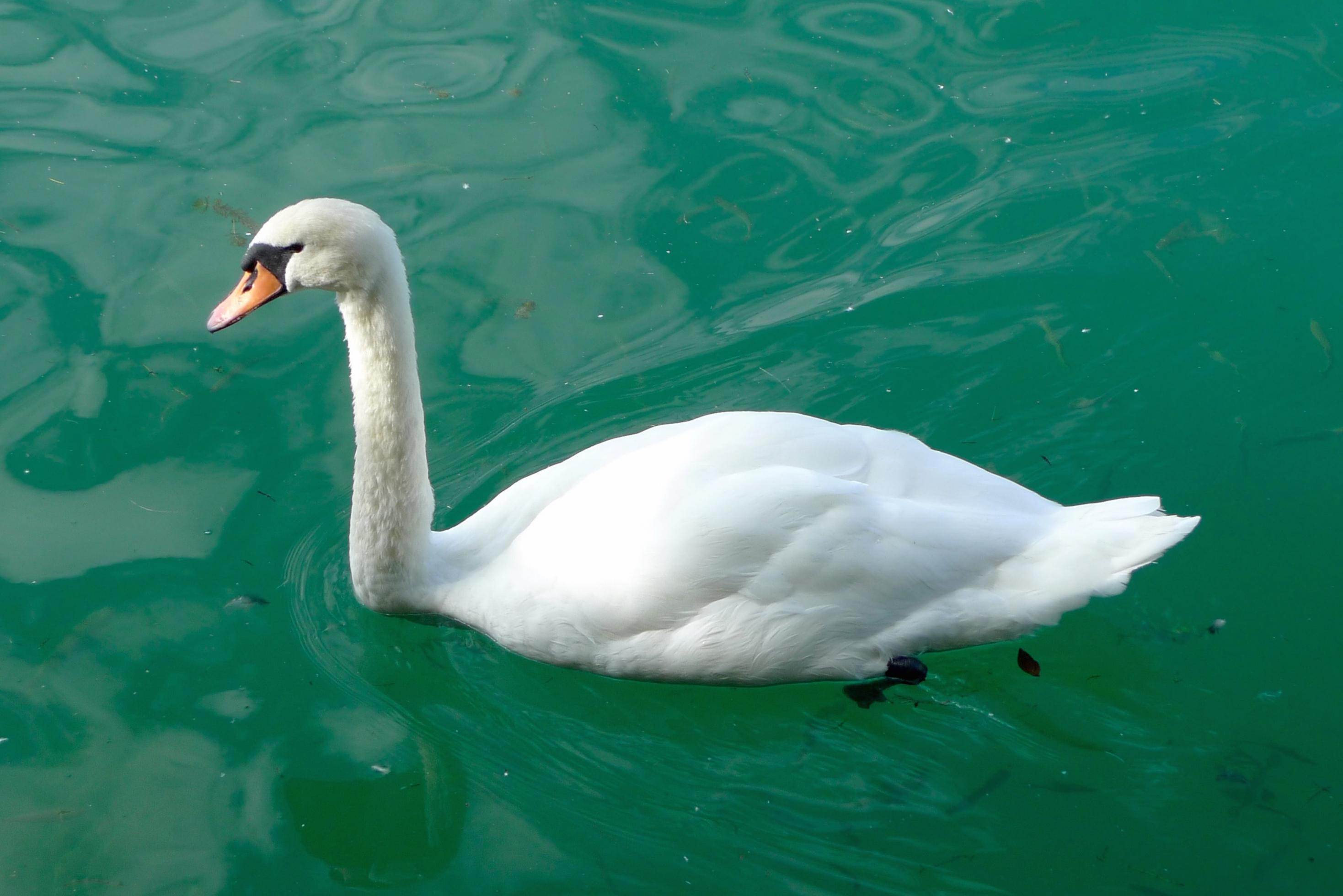 Ein Höckerschwan schimmt auf dem Zürichsee.