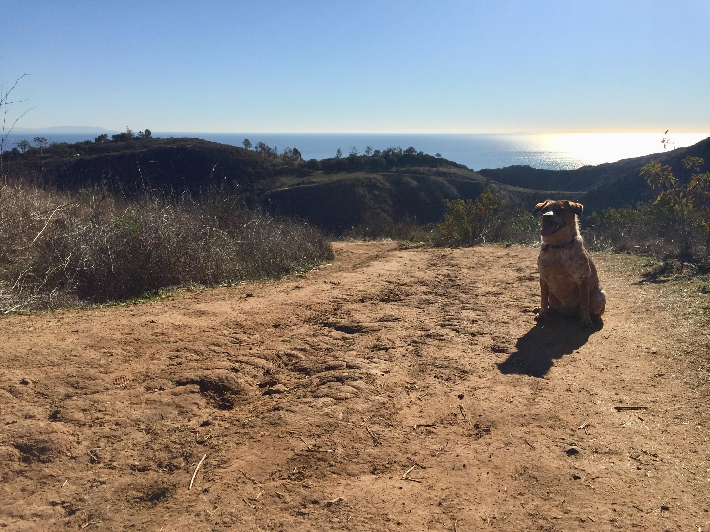 Ein Hund mit heraushängender Zunge auf einem Bergkamm, ein breiter Weg mit dem glitzernden Pazifik im Hintergrund. Am Wegesrand trockenes Gestrüpp.