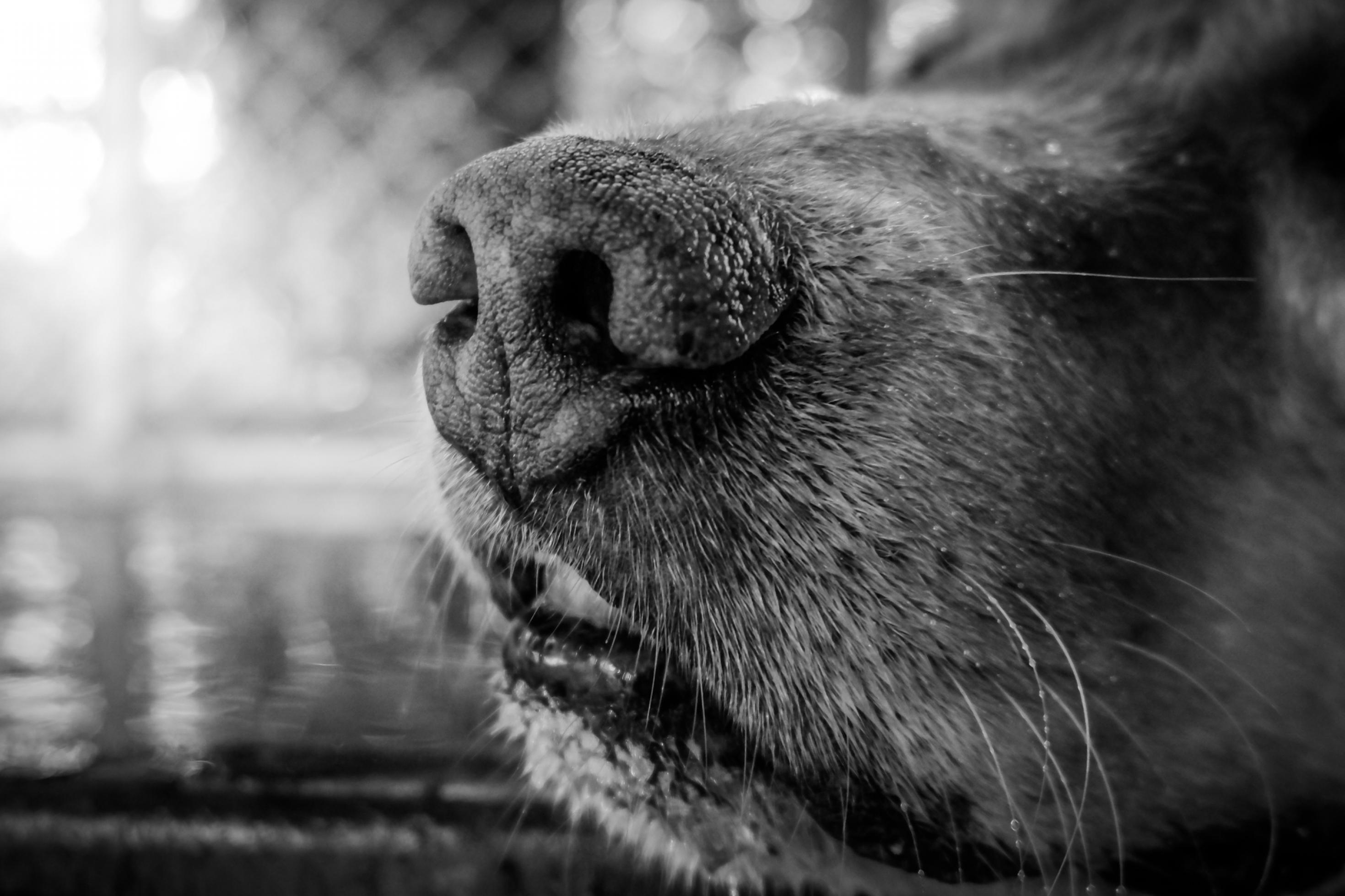 Eine schwarze Hundenase groß im Bild