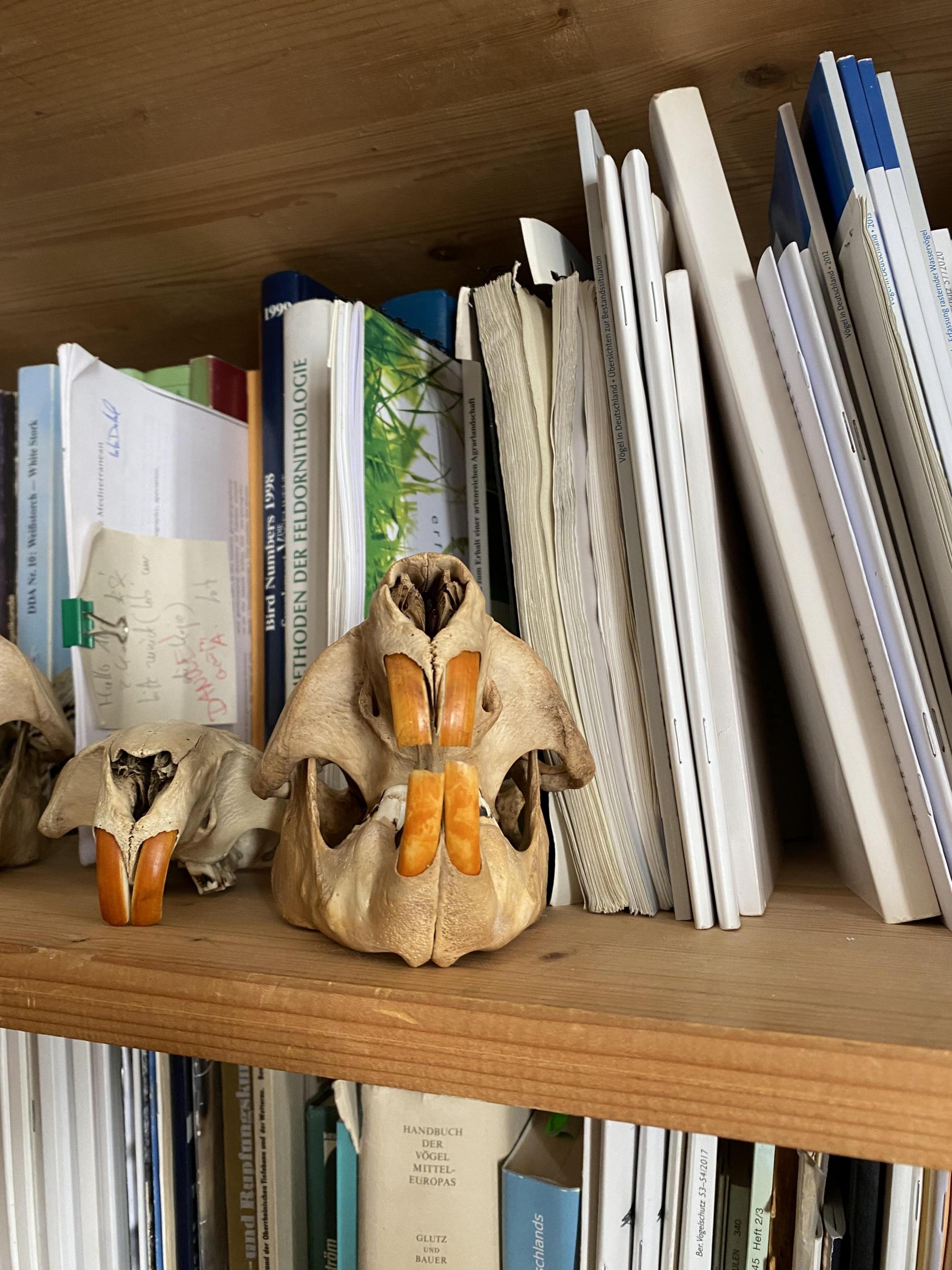 Ein Biberschädel mit den markanten orangefarbenen Vorderzähnen daran, in einem Bücherregal.