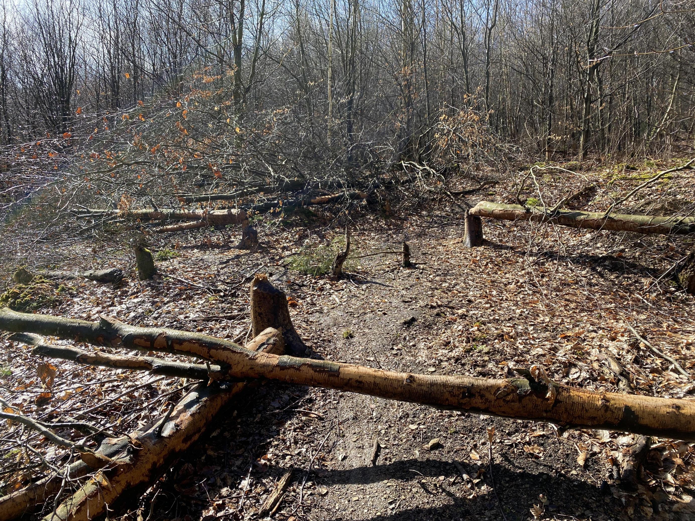 Dünne, gefällte Bäume liegen in einem Waldstück auf dem Boden.