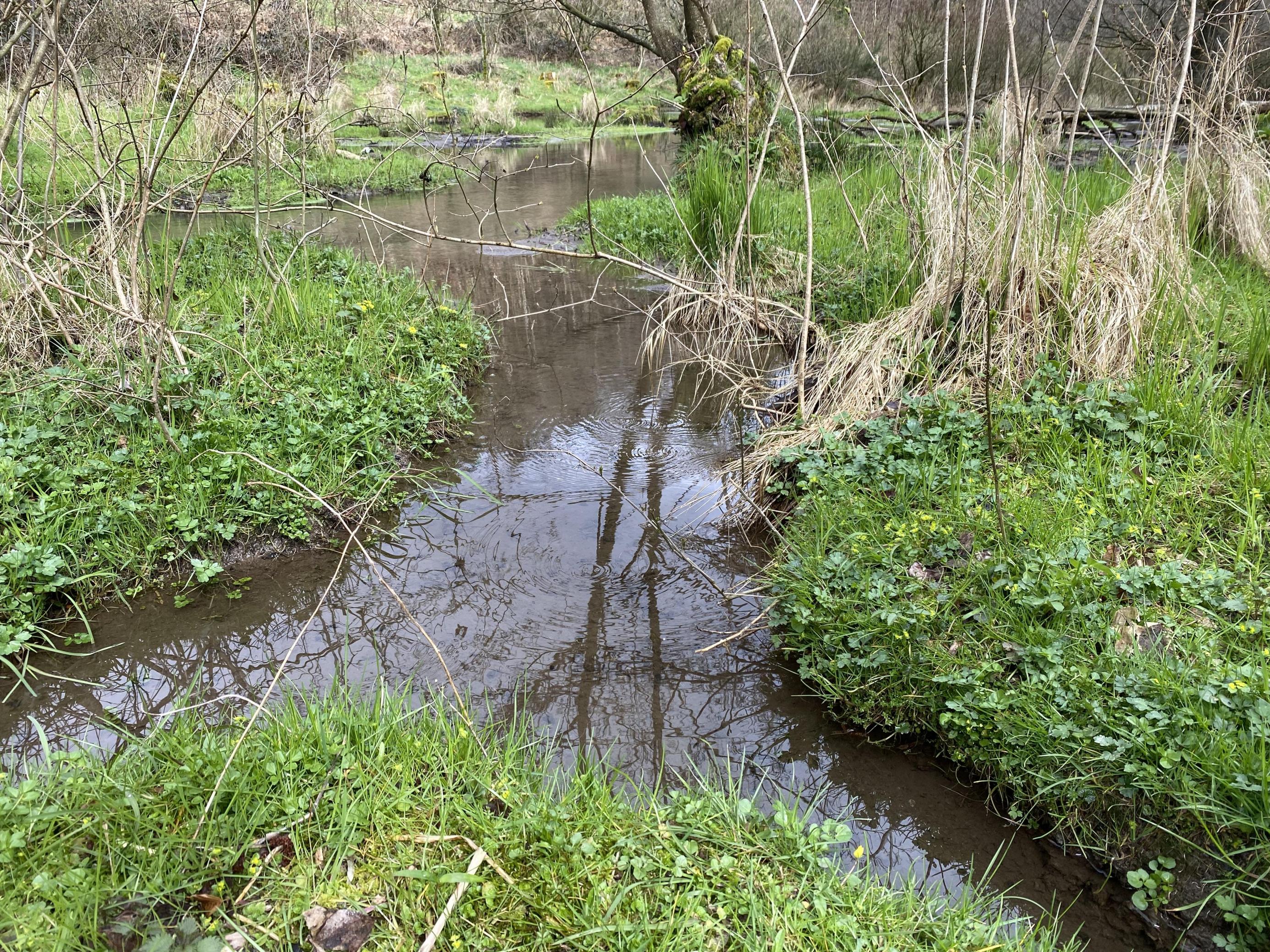 Ein kleiner Bachlauf, rechts und links wachsen leuchtend grüne Kräuter und wassernahe Pflanzen, die der Biber frisst.