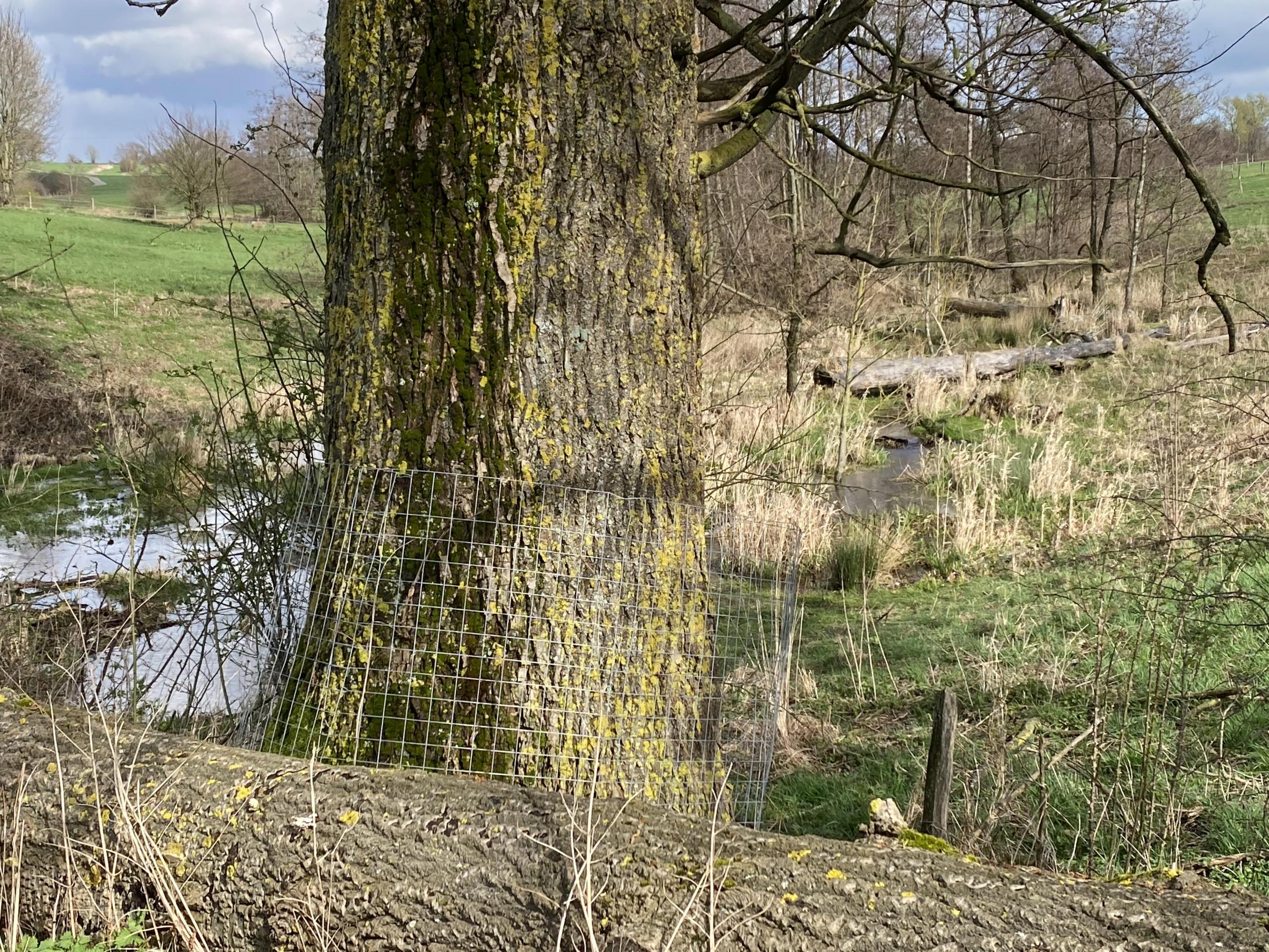 Ein mächtiger Baum wird von einem Drahtzaun umgeben, der ihn schützt.