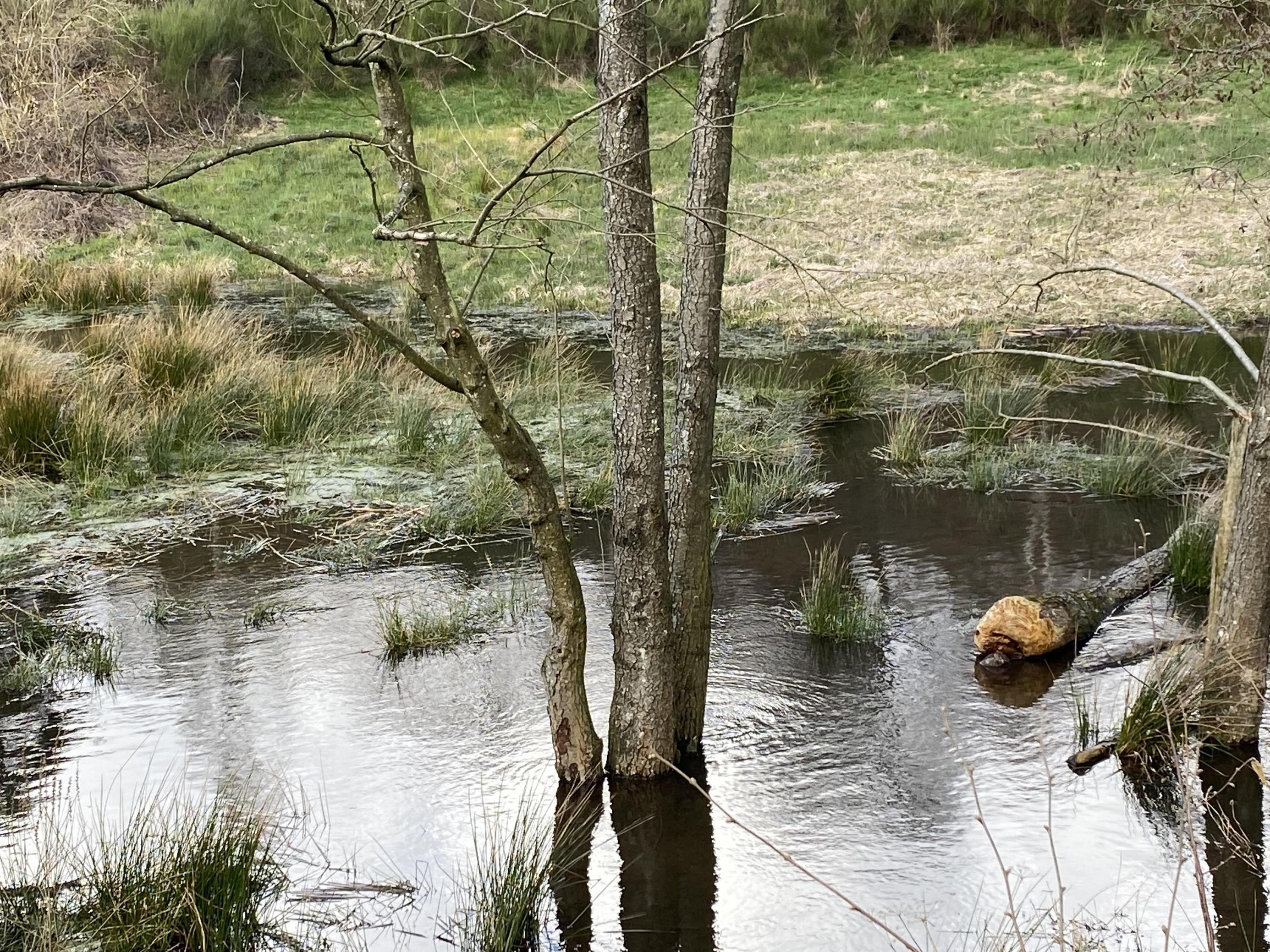 Ein Biberteich, mit Bäumen im Wasser