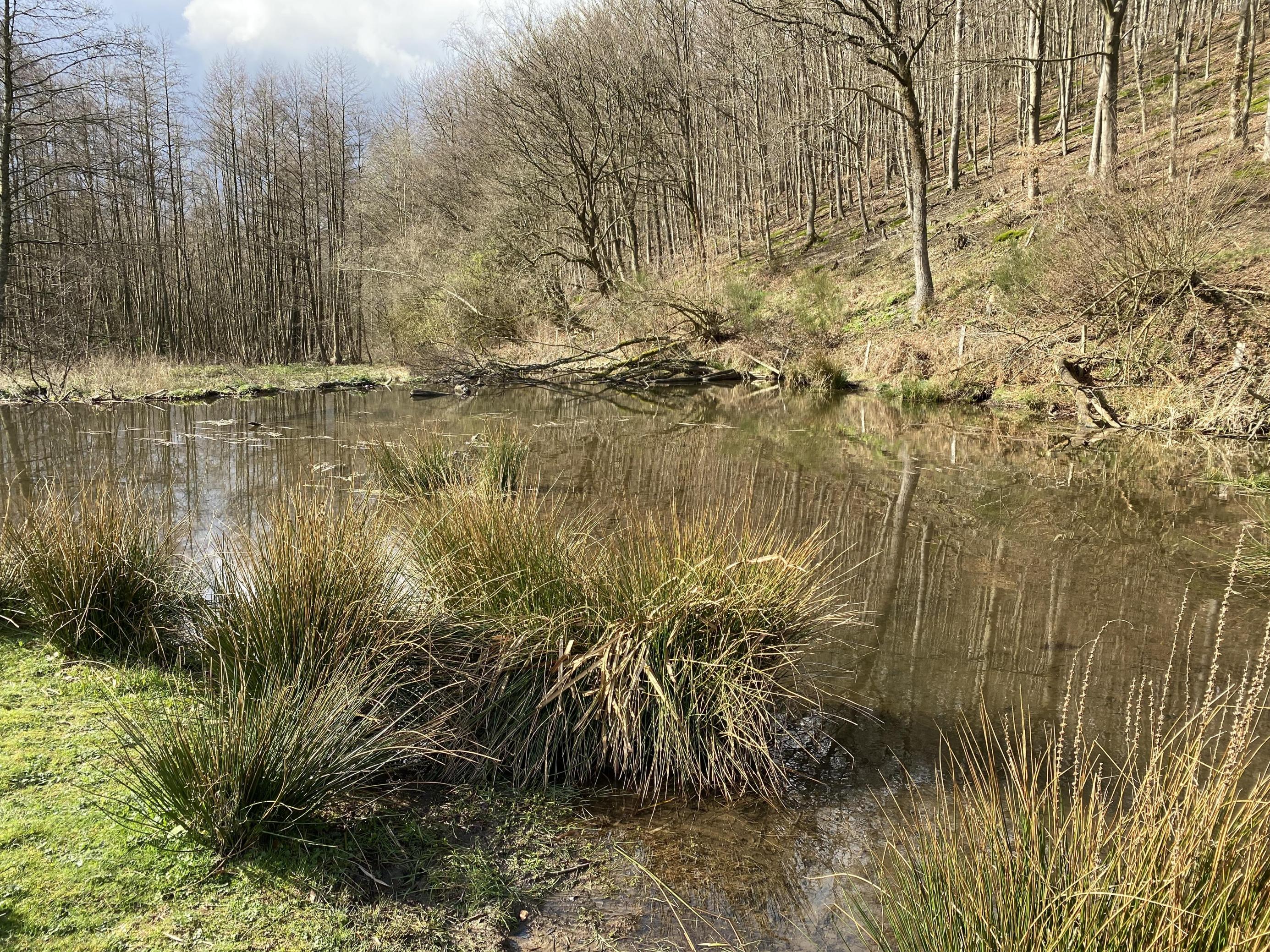 Ein größerer See, vom Biber angelegt.