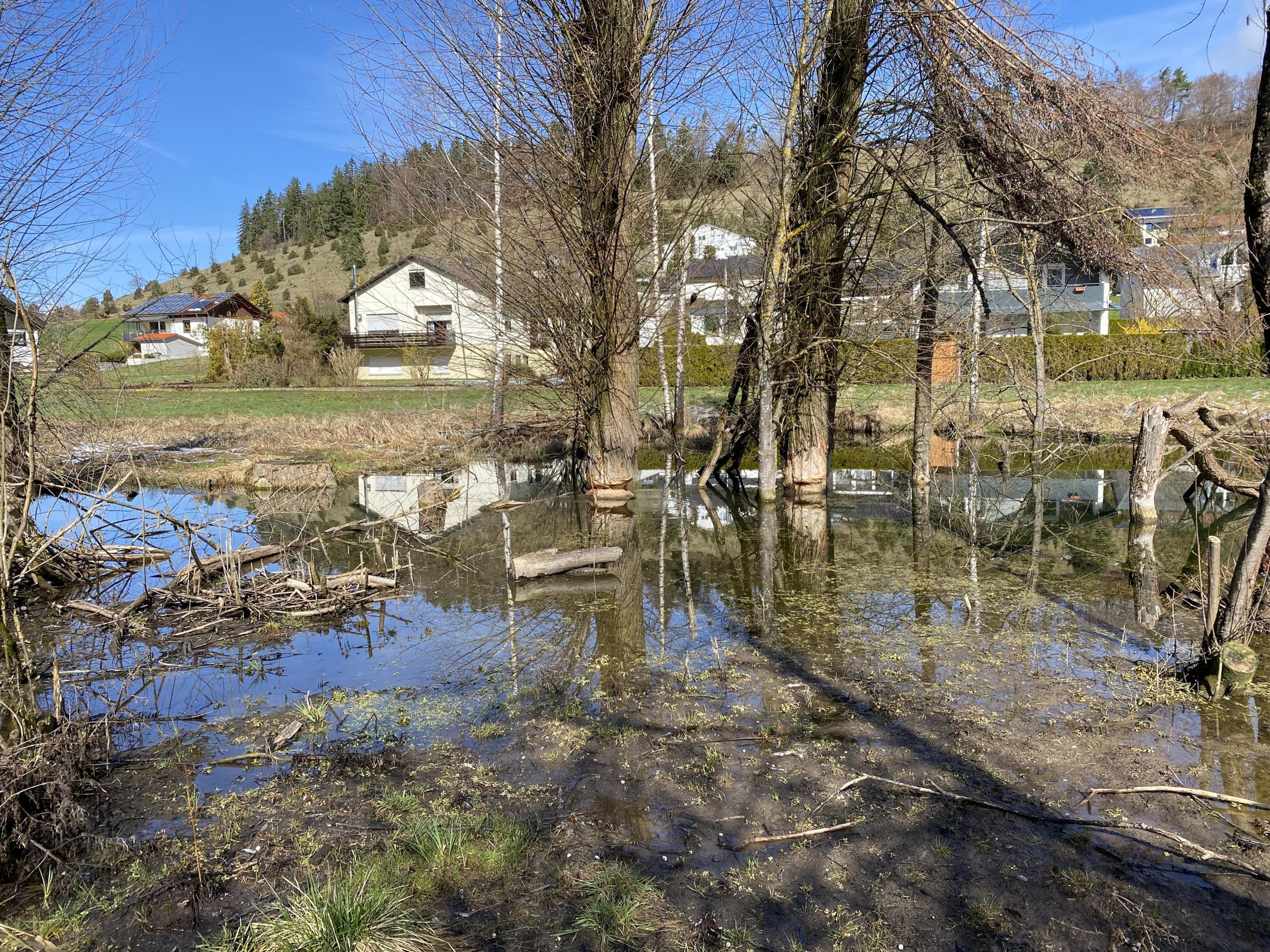 Ein Biberbachlauf direkt vor Einfamilienhäusern. Abgestorbene Bäume stehen im Wasser, dahinter sind ein paar Häuser zu sehen.