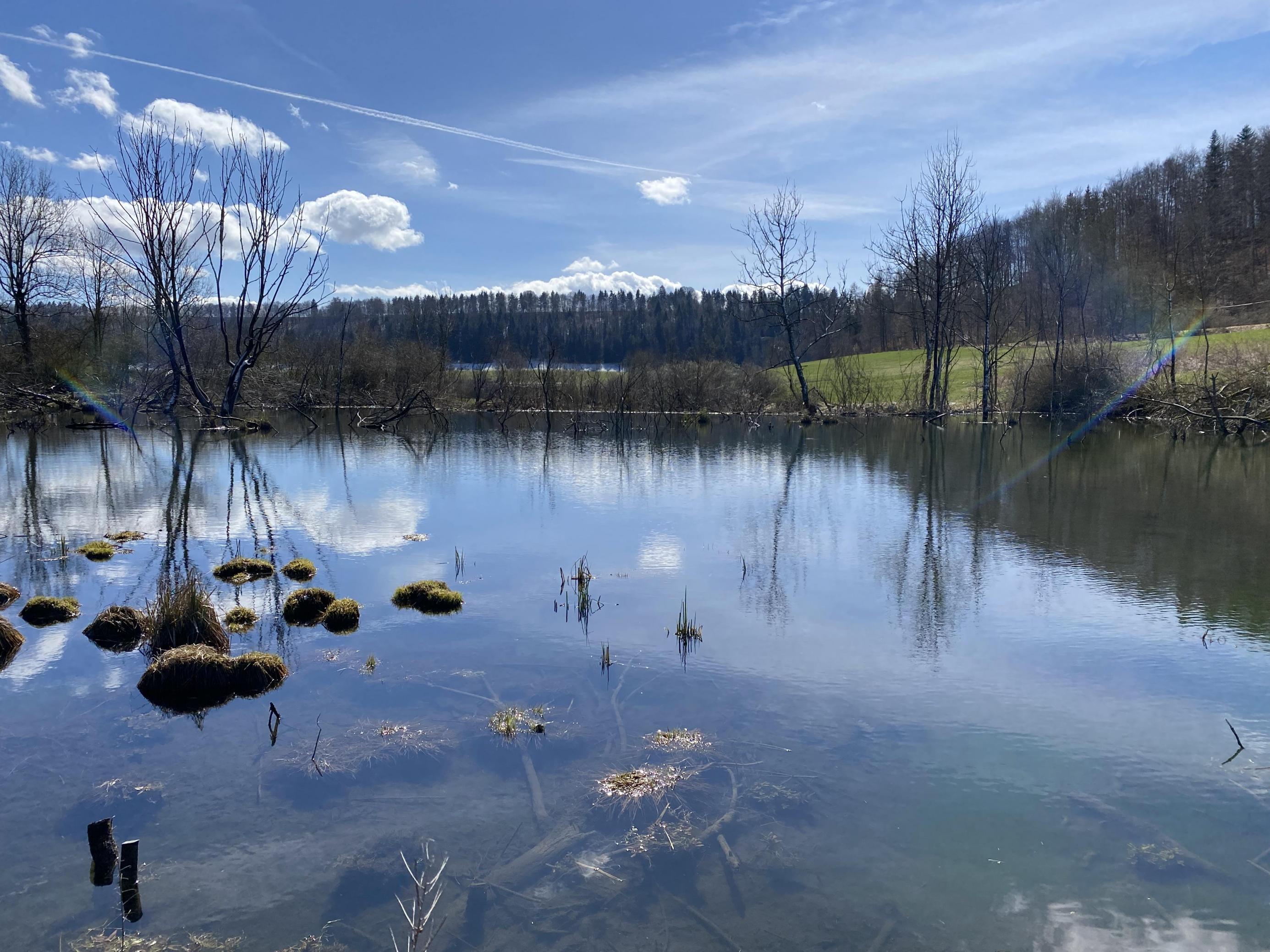 Im Naturschutzgebiet Geifitze auf der Schwäbischen Alb haben Biber einen großen See angelegt. Der Himmel spiegelt sich in einer glatten Wasserfläche.