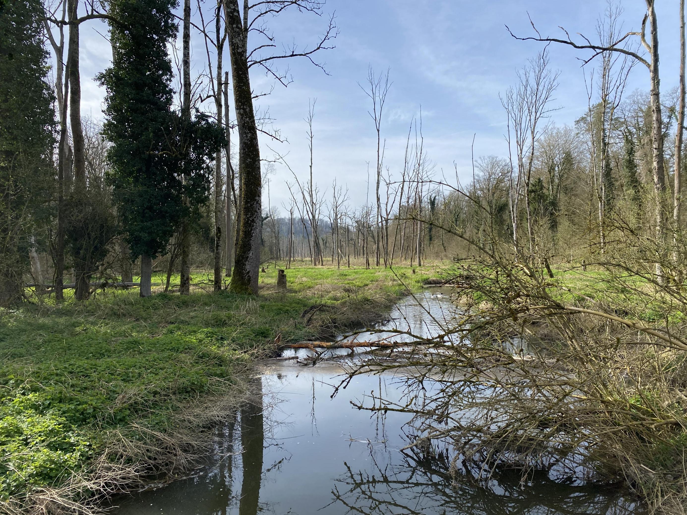 Sumpfland Marthalen: Ein Bach fließt in ein baumloses Areal, rechts und links begrenzt von Wald.