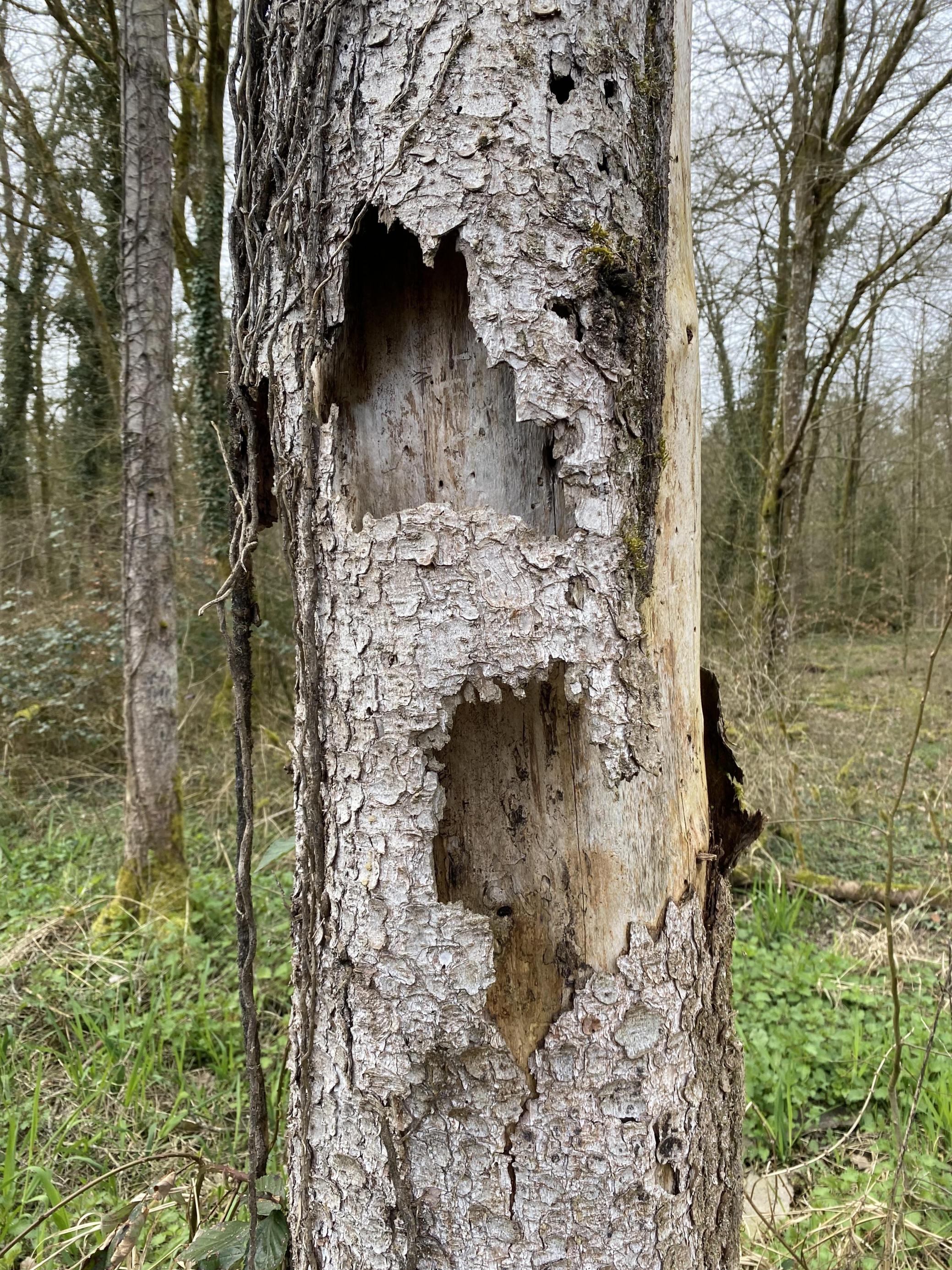 Ein Totholzstamm mit abgeplatzter Rinde.