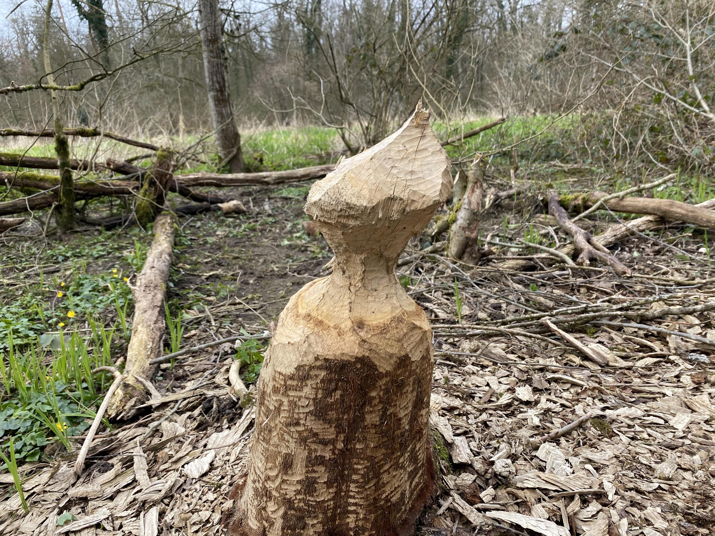 Ein zweifach abgenagter Baumstamm. Er sieht aus wie eine kleine Skulptur.