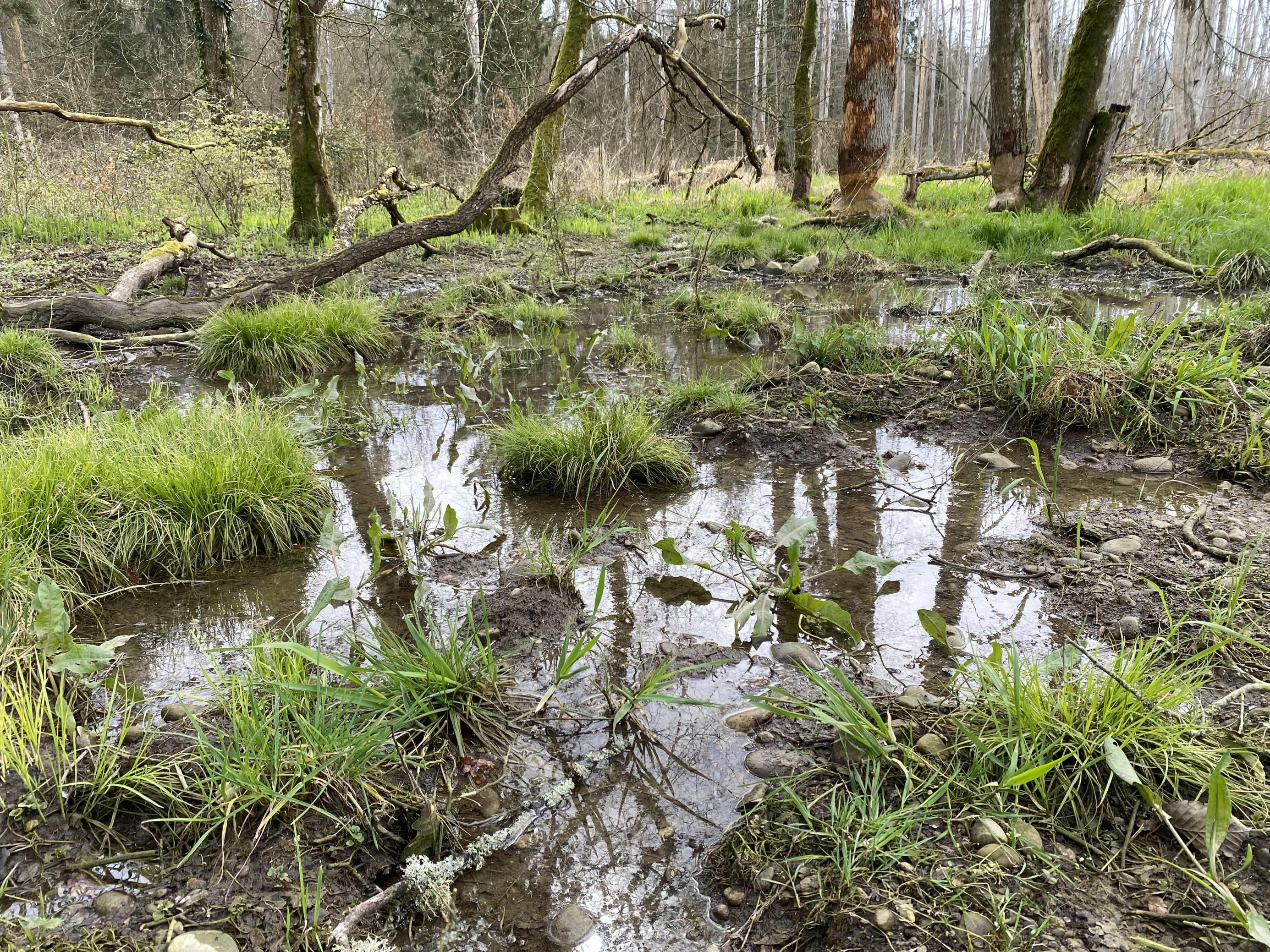 Ein Unkentümpel im Wald. Man sieht Grasbüschel zwischen Bäumen und Wasserstellen.