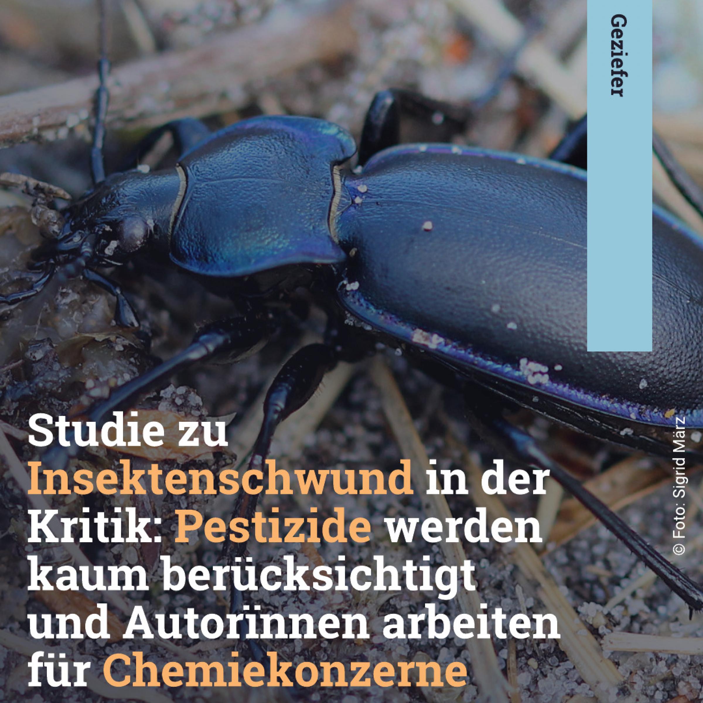 Im Hintergrund ein Käfer; Text davor: Studie zu Insektenschwund in der Kritik: Pestizide werden kaum berücksichtigt und Autorïnnen arbeiten für Chemiekonzerne
