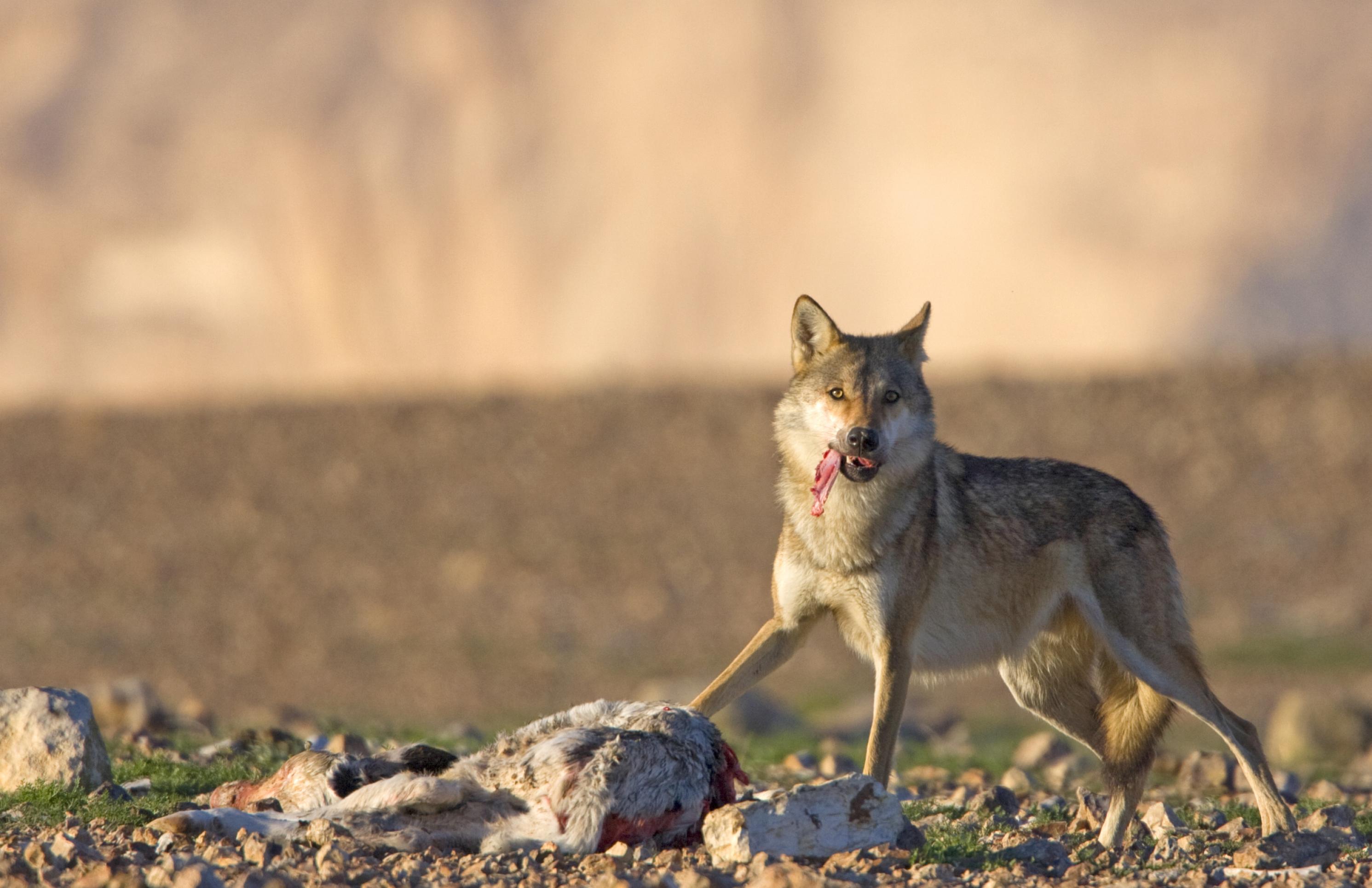 Ein Wof frisst im ersten Tageslicht in der israelischen Negev-Wüste von einem toten Schaf