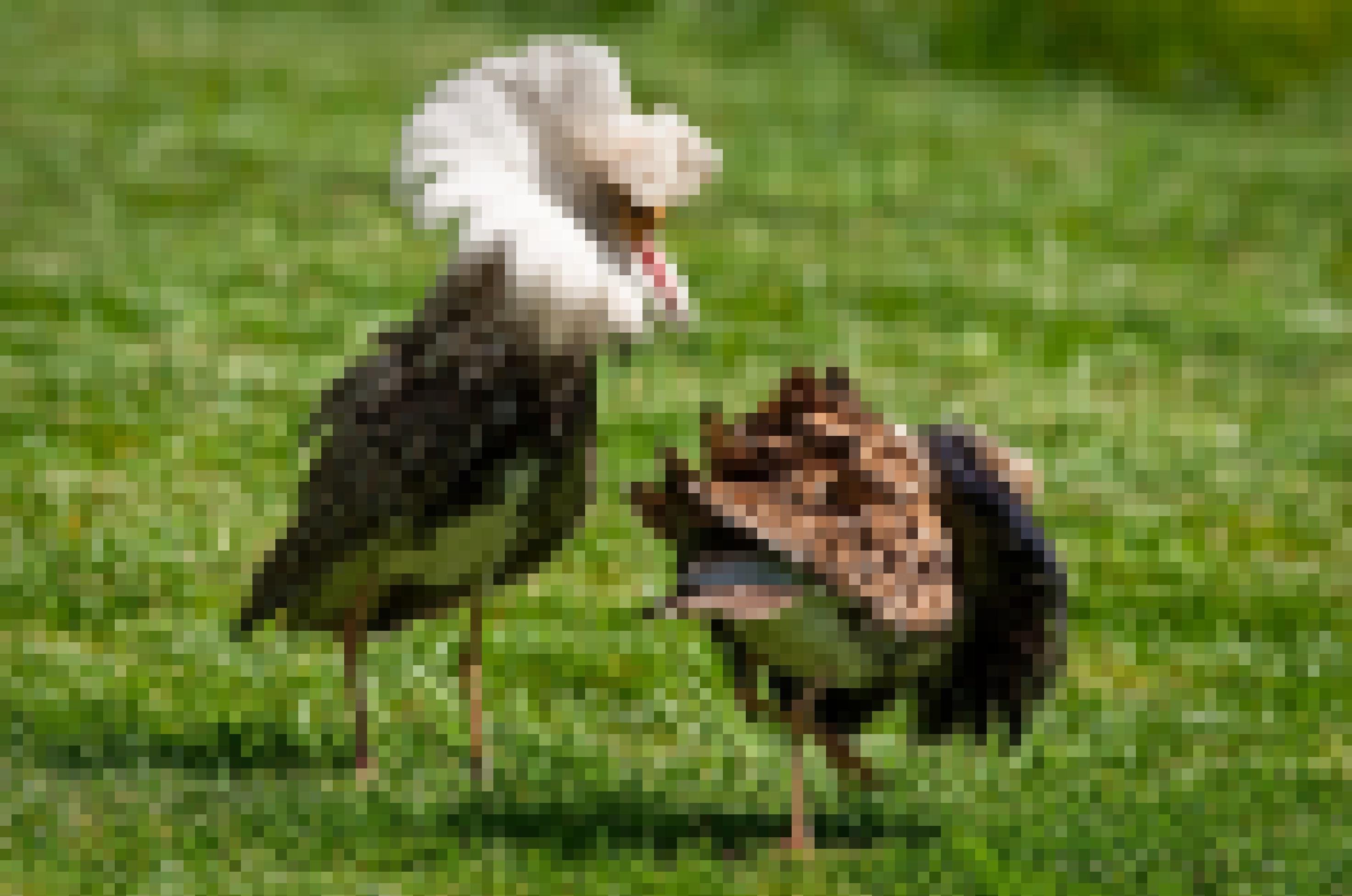 Zwei Kampfläufer Vögel.